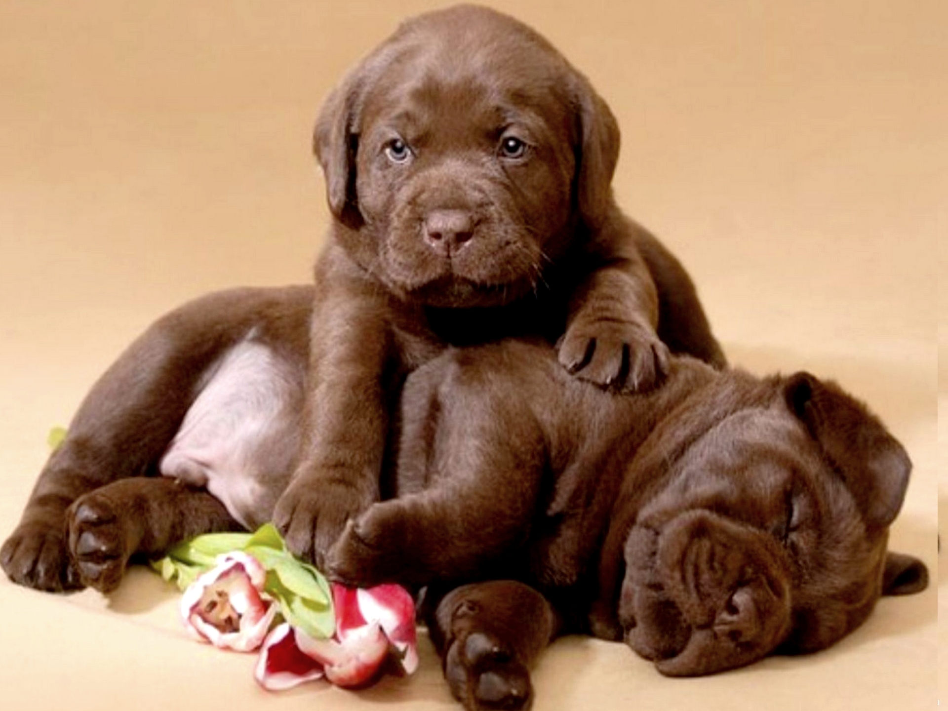 Download mobile wallpaper Animal, Puppy, Sleeping, Labrador Retriever, Baby Animal for free.