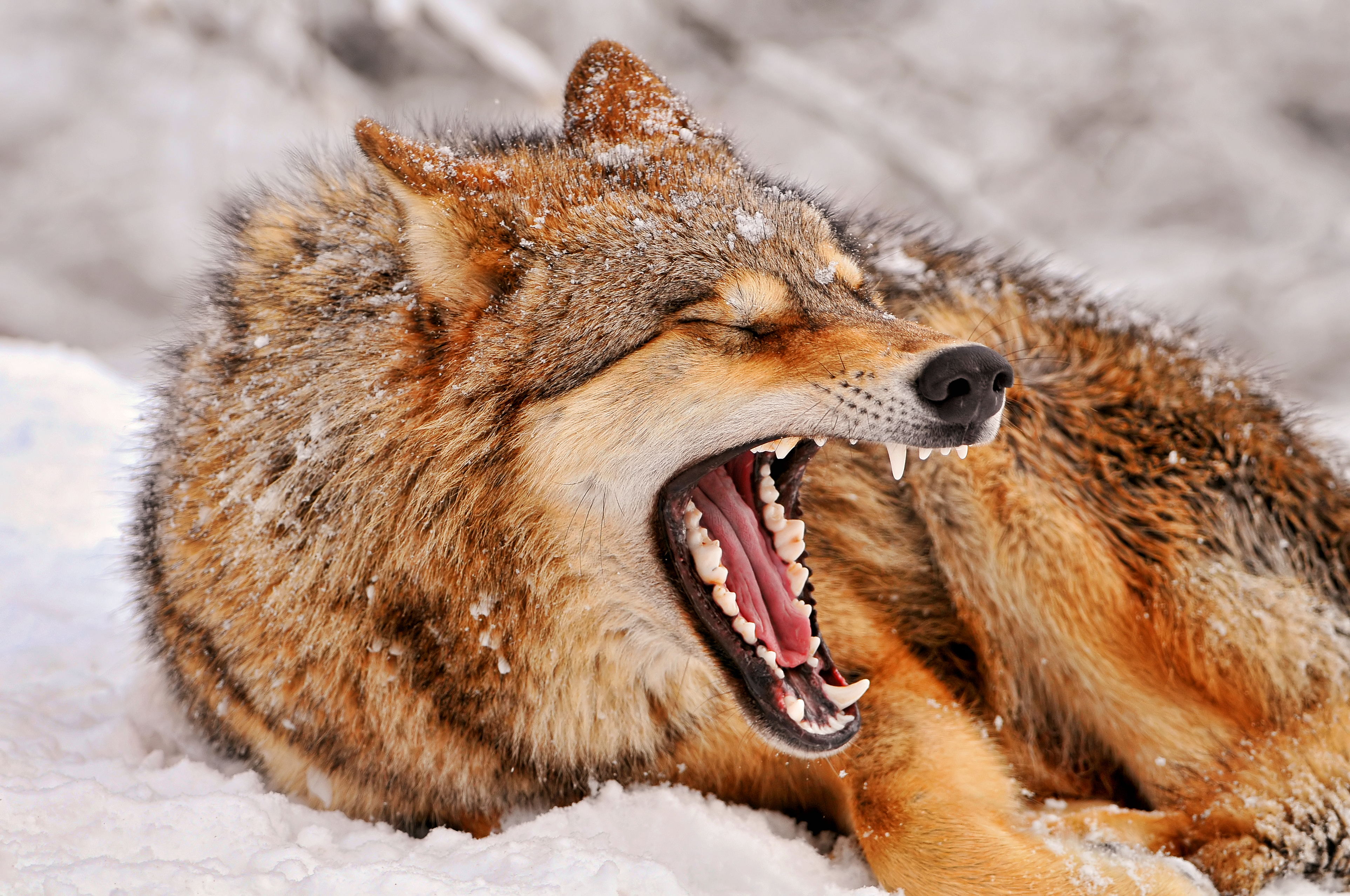 Handy-Wallpaper Tiere, Winter, Schnee, Wolf, Wolves kostenlos herunterladen.