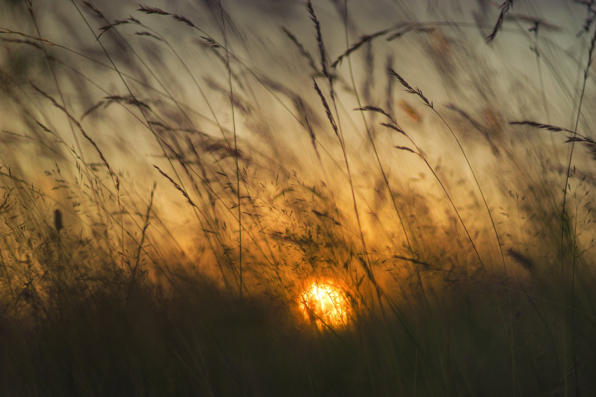 Download mobile wallpaper Nature, Sunset, Plant, Blur, Earth for free.