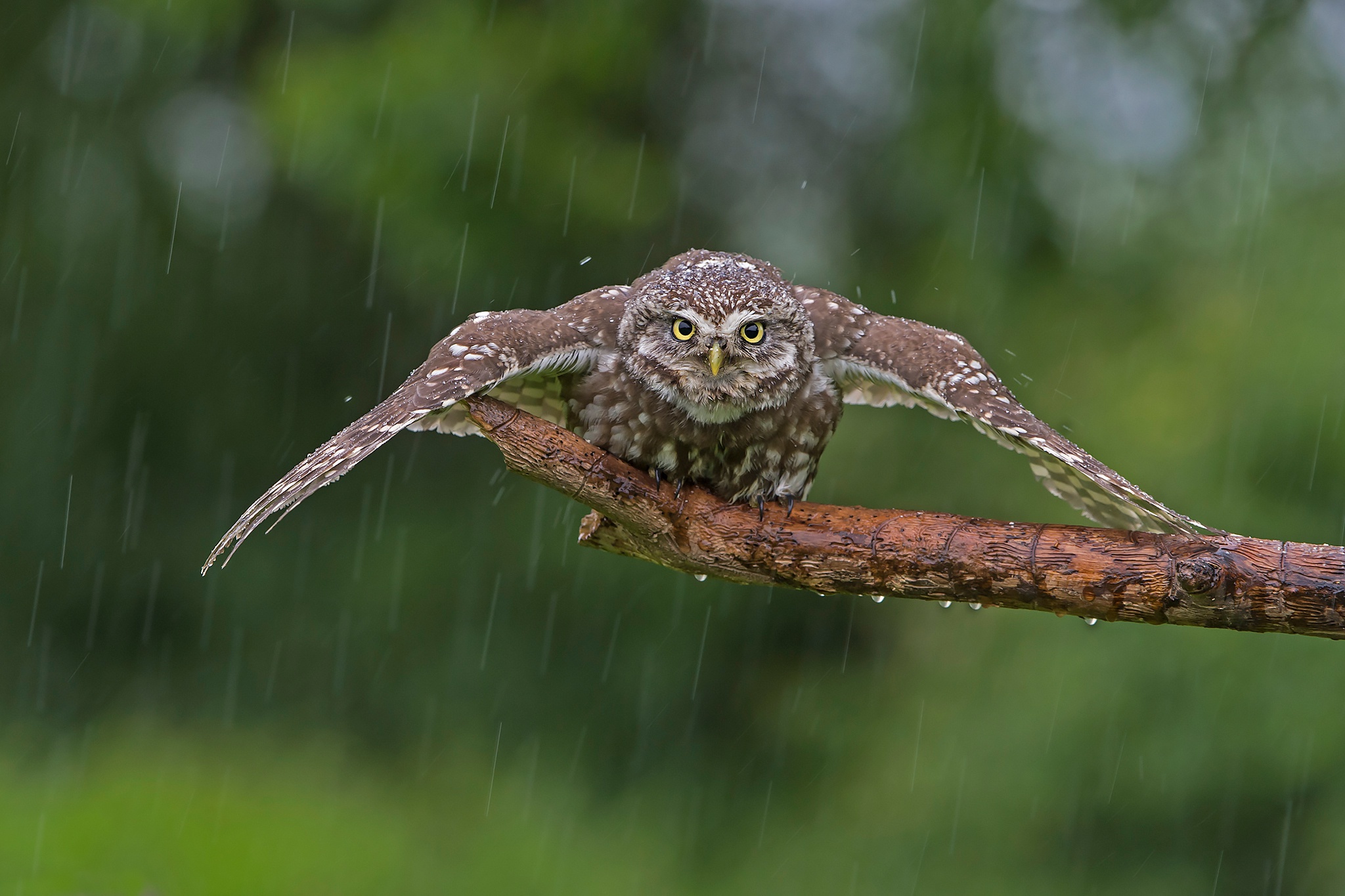 Free download wallpaper Birds, Rain, Owl, Bird, Animal on your PC desktop