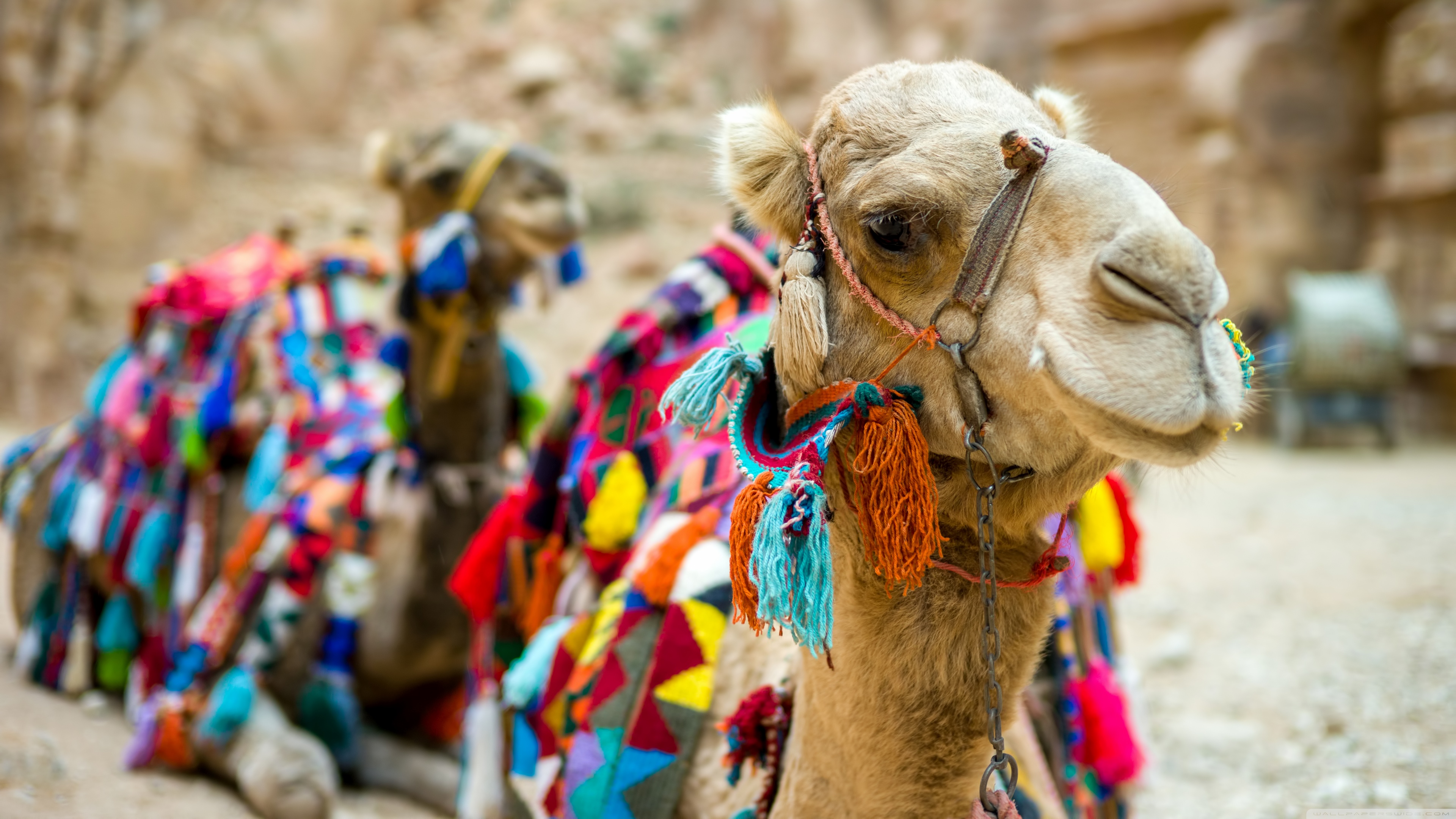 649944 baixar papel de parede animais, camelo - protetores de tela e imagens gratuitamente