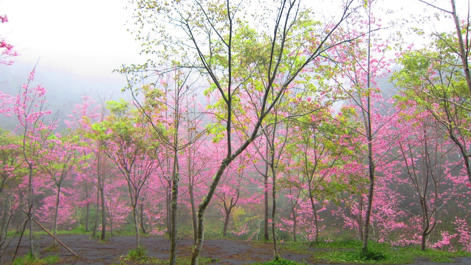 Скачать обои бесплатно Деревья, Вишня, Дерево, Туман, Цветущие, Земля/природа, Розовый Цветок картинка на рабочий стол ПК