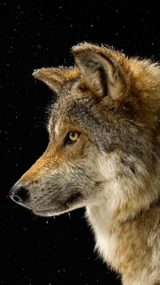 Download mobile wallpaper Stars, Night, Close Up, Wolf, Animal, Wolves for free.