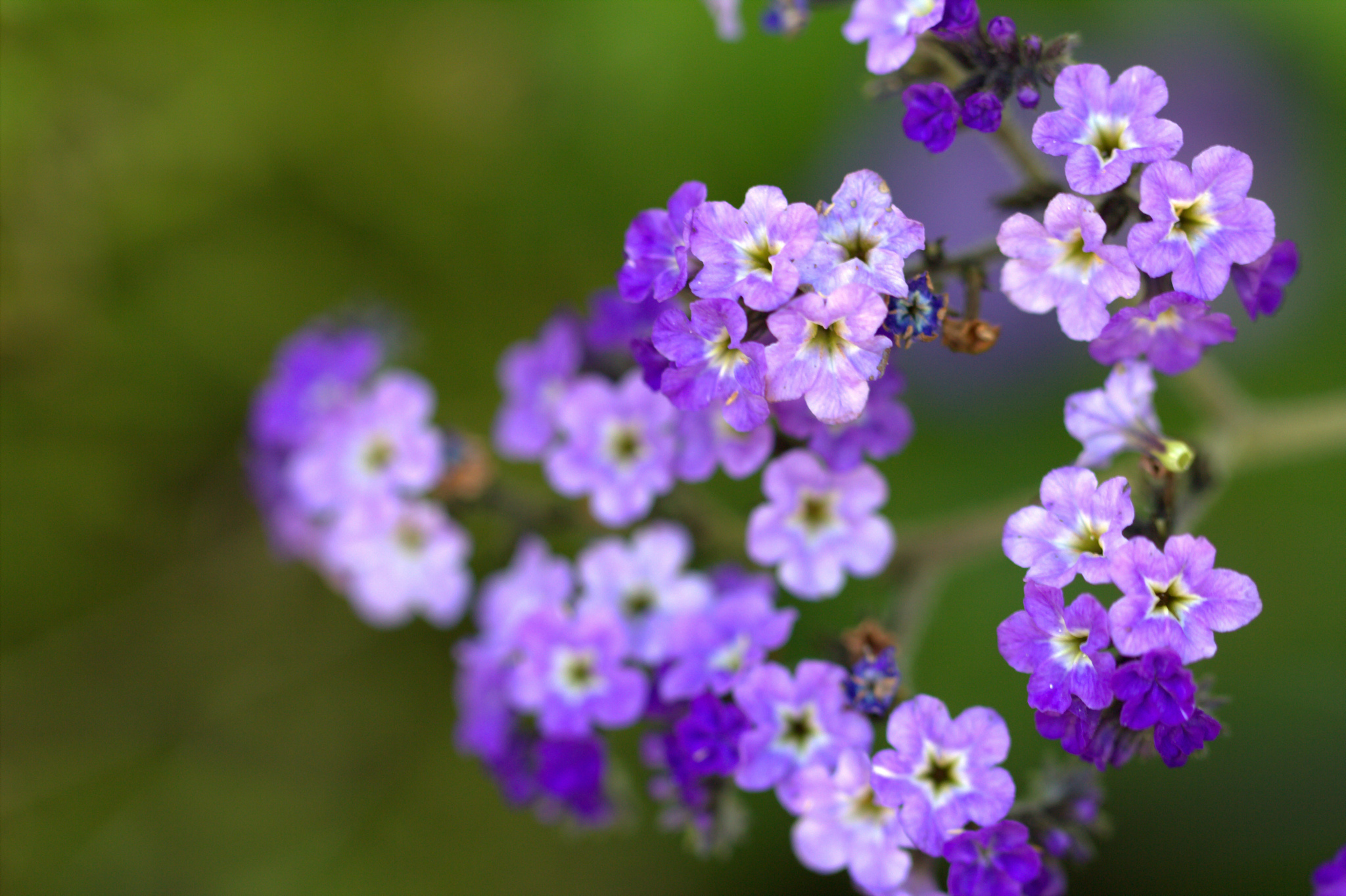 Descarga gratis la imagen Flores, Flor, Tierra/naturaleza en el escritorio de tu PC