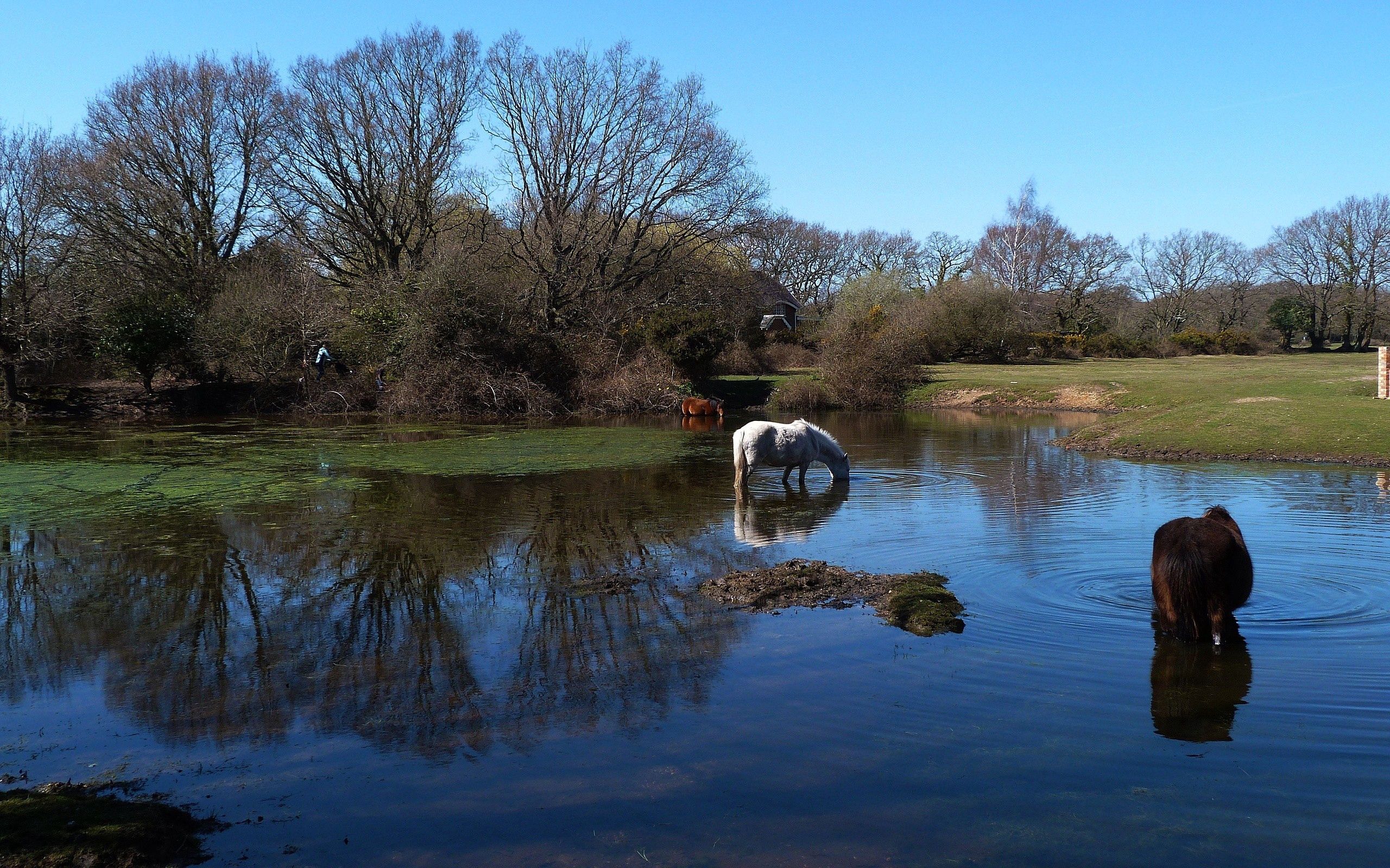 Handy-Wallpaper Pferde, Flüsse, Natur, Grass, Wasser kostenlos herunterladen.