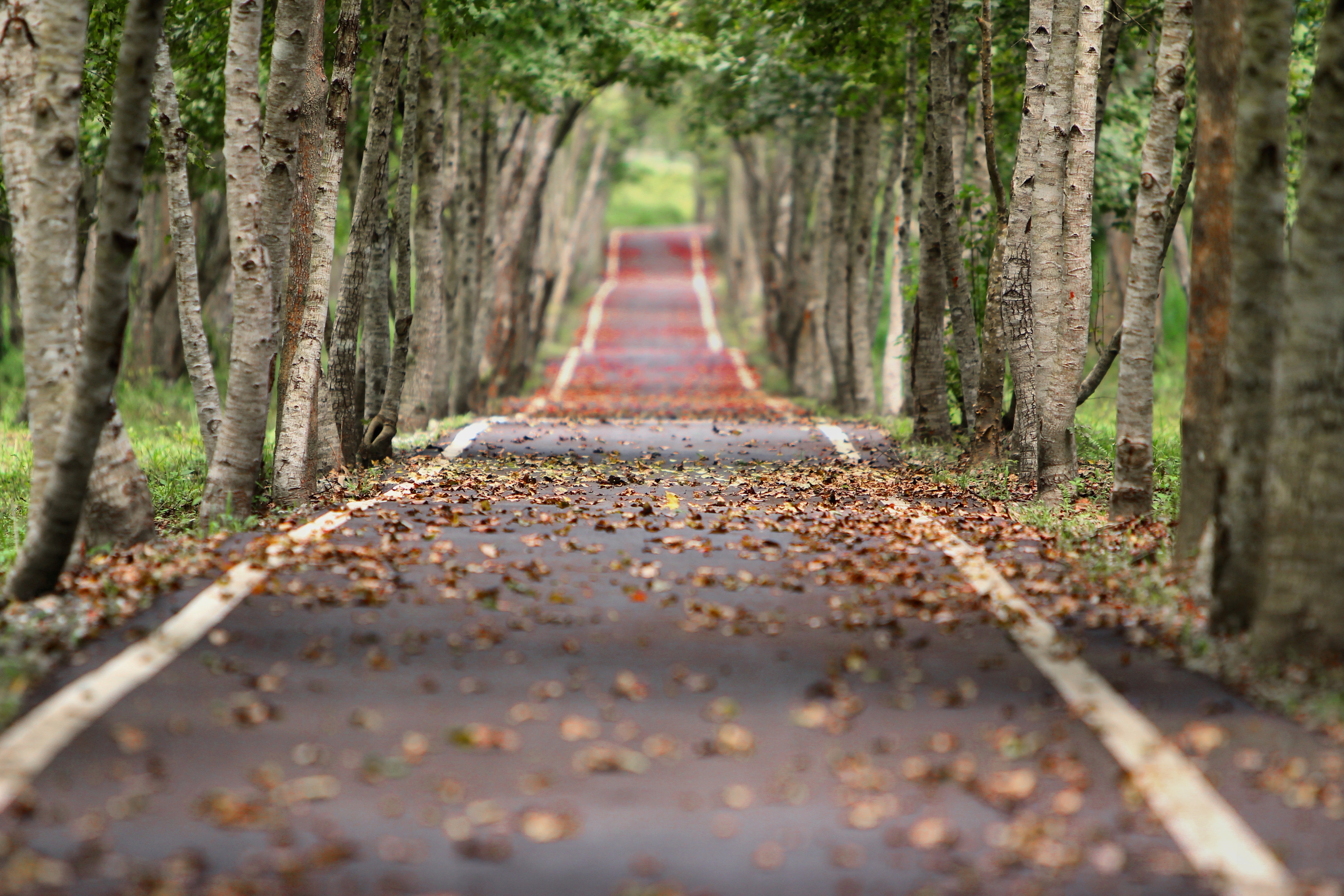 Free download wallpaper Nature, Road, Tree, Leaf, Fall, Man Made on your PC desktop