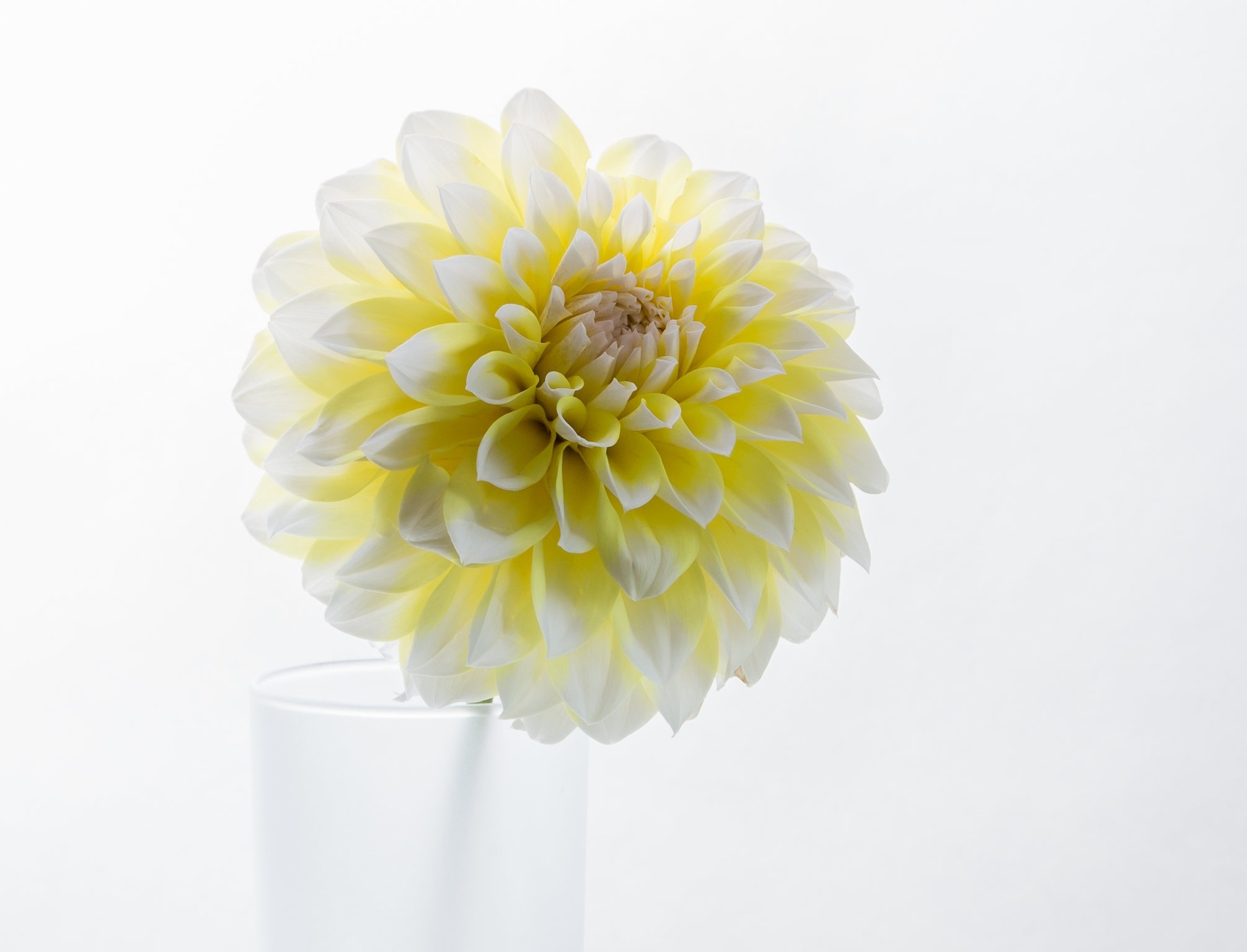Free download wallpaper Flower, Dahlia, Man Made on your PC desktop