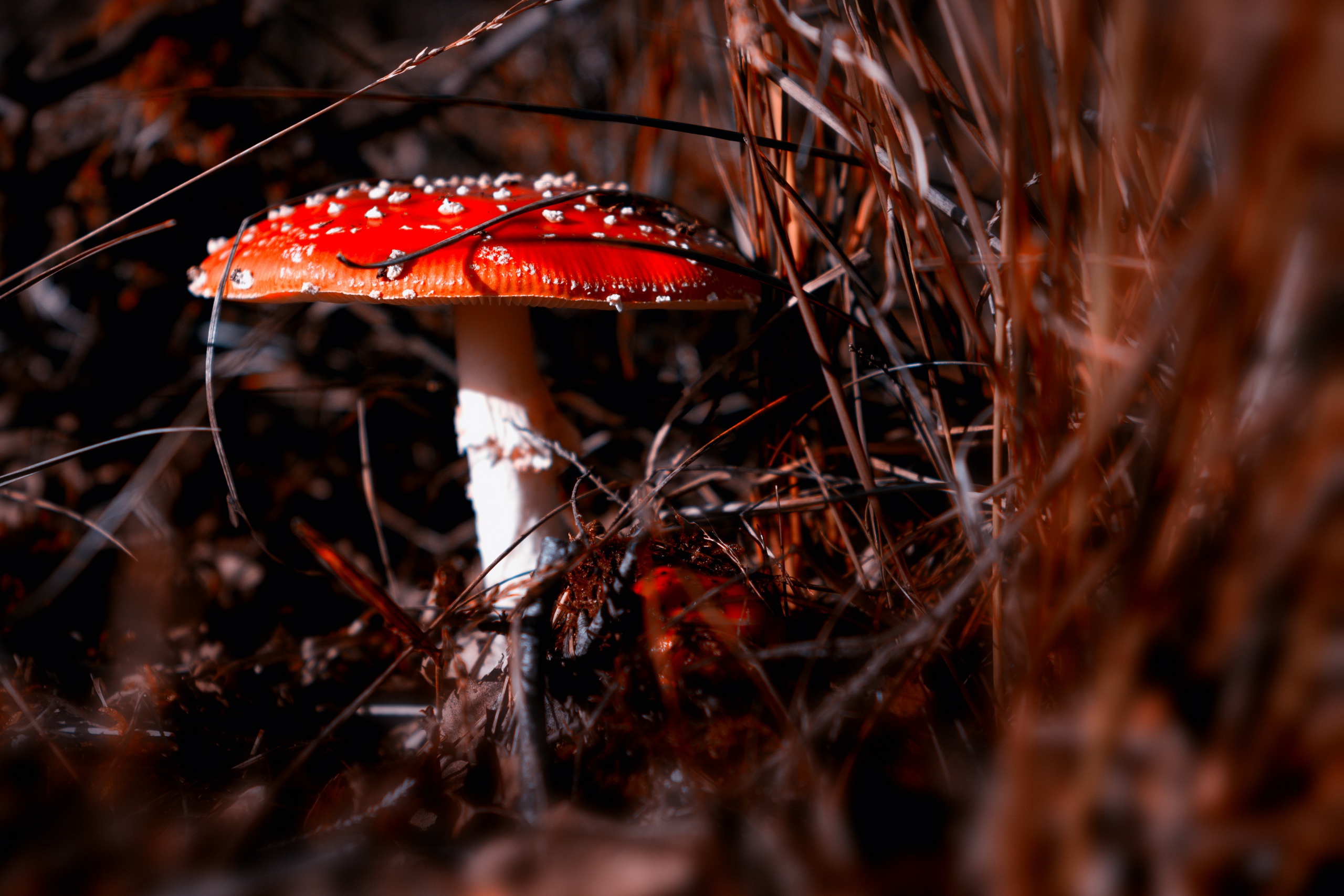 Téléchargez des papiers peints mobile Automne, Fermer, Champignon, La Nature, Terre/nature gratuitement.