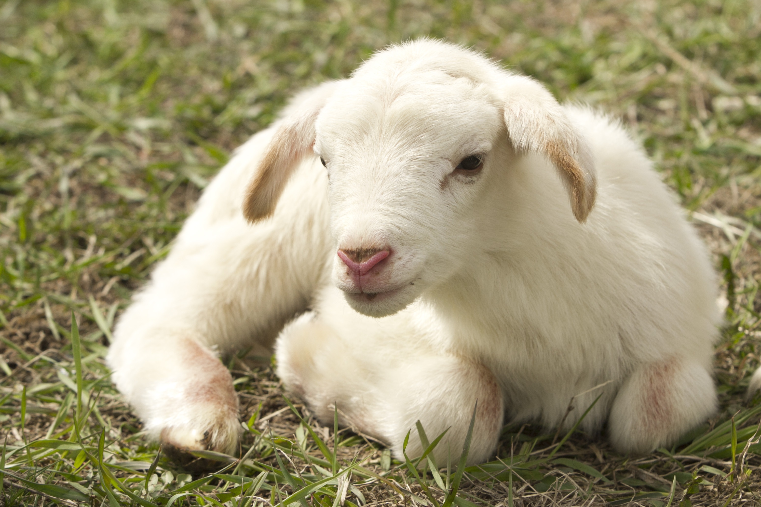 834356壁紙のダウンロード動物, 羊, 赤ちゃん動物, 閉じる, 子羊-スクリーンセーバーと写真を無料で