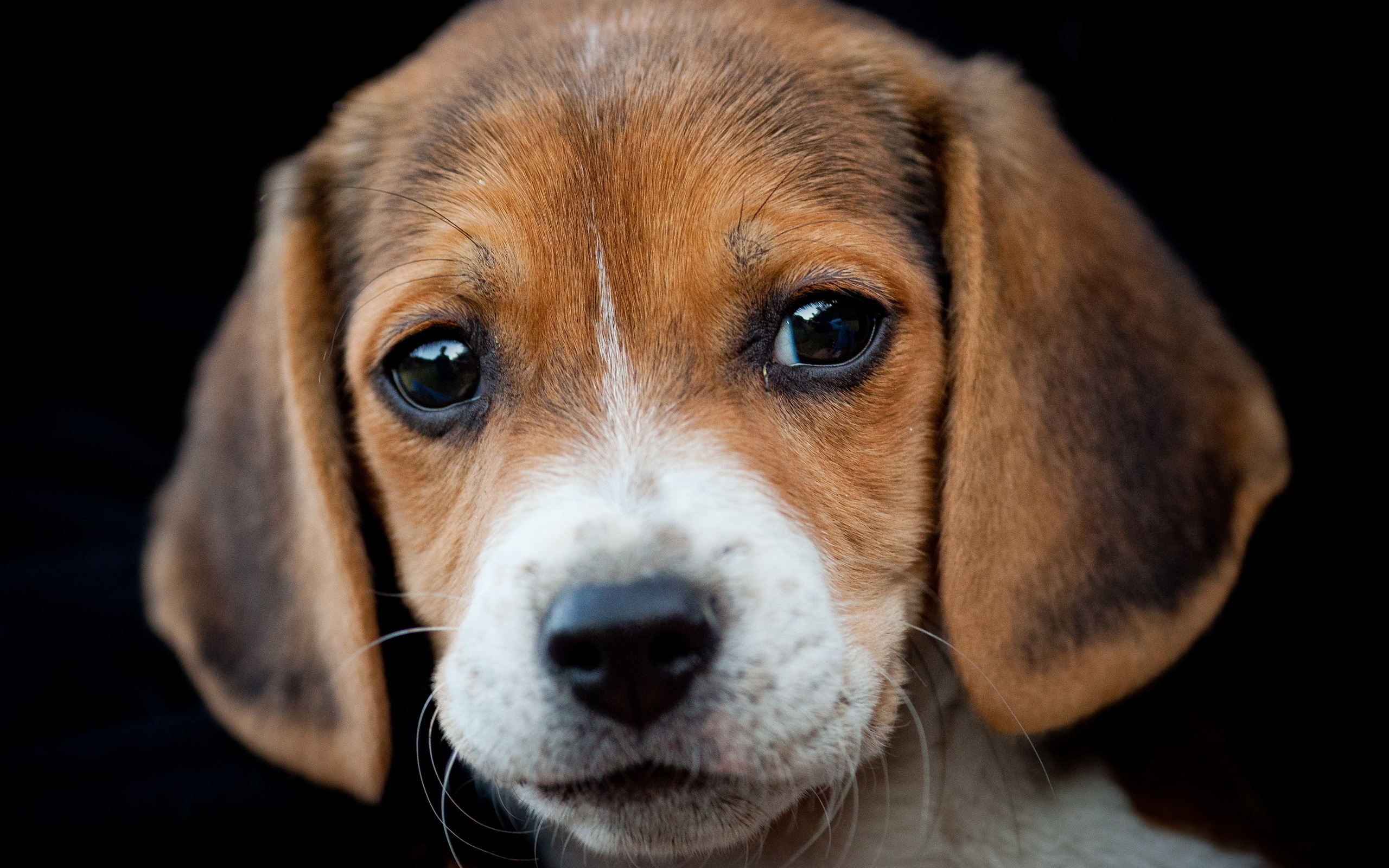 253885 descargar imagen cachorro, animales, beagle, perro, cara, perros: fondos de pantalla y protectores de pantalla gratis