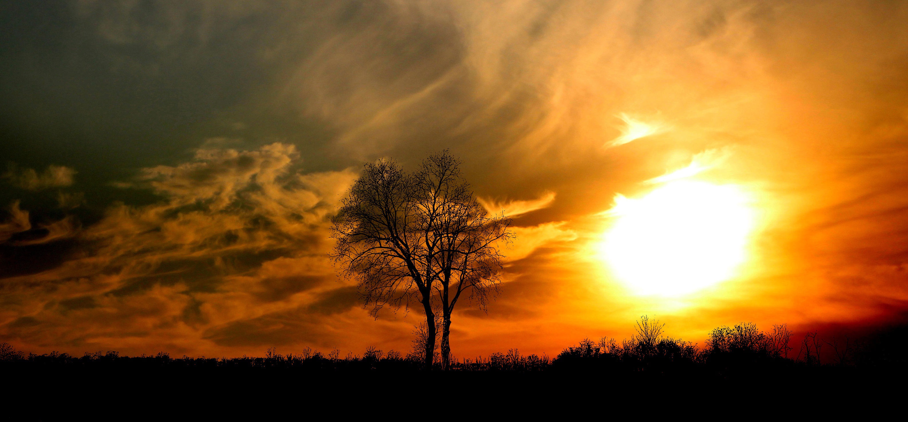 Laden Sie das Baum, Wolke, Himmel, Sonnenuntergang, Erde/natur-Bild kostenlos auf Ihren PC-Desktop herunter