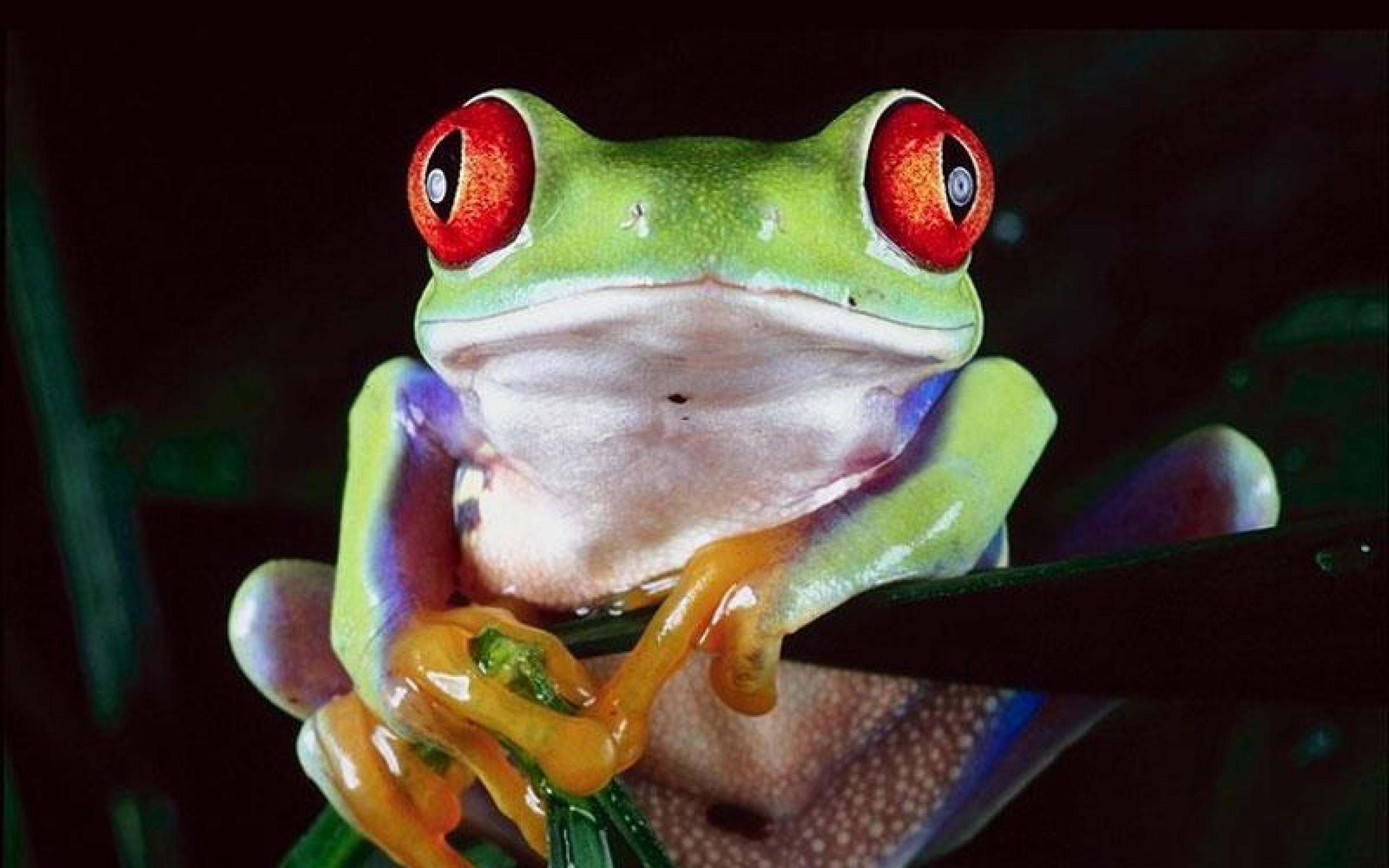 Laden Sie das Tiere, Frösche, Frosch, Rotaugenlaubfrosch-Bild kostenlos auf Ihren PC-Desktop herunter