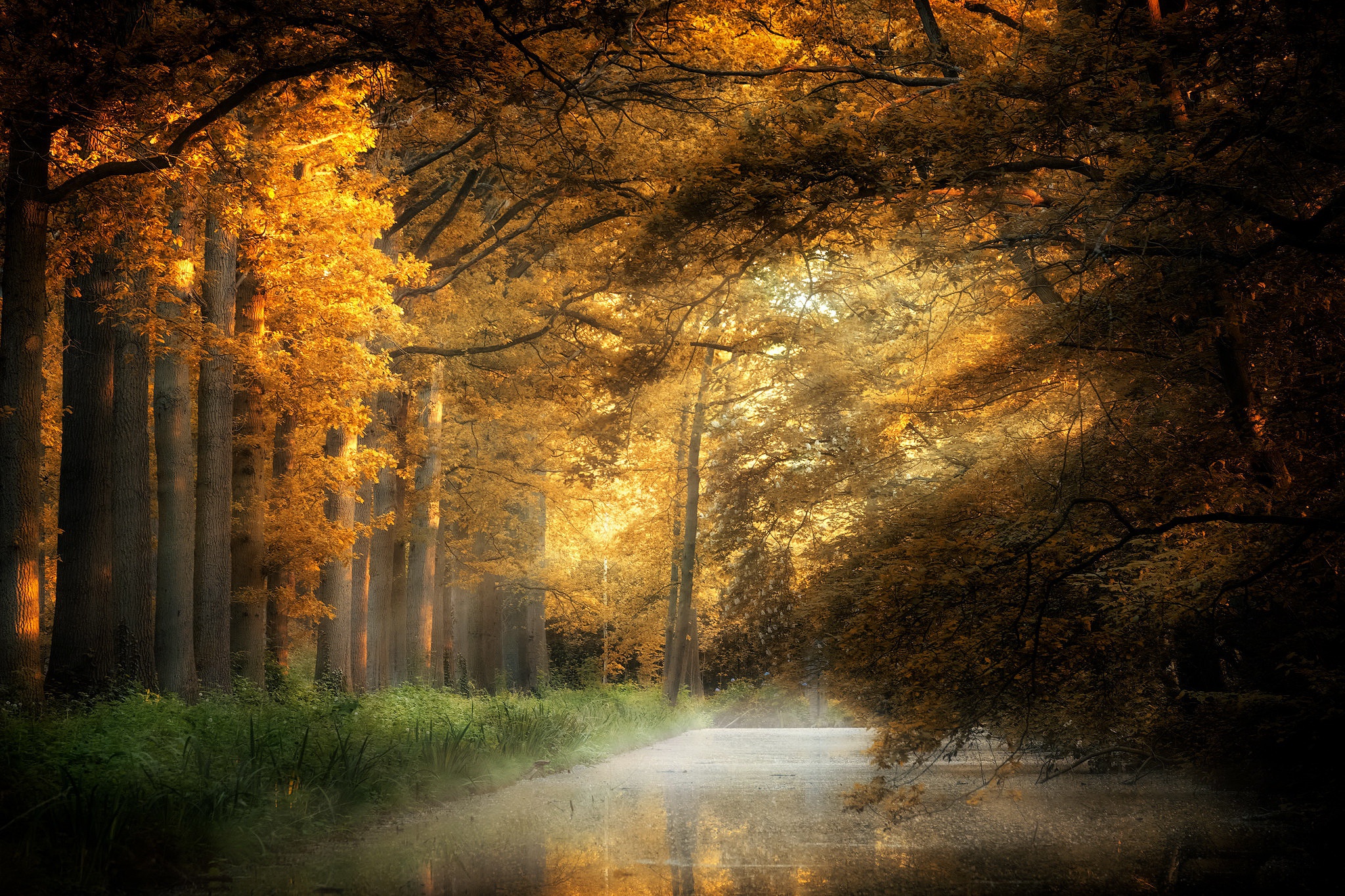 Laden Sie das Natur, Herbst, Park, Erde/natur-Bild kostenlos auf Ihren PC-Desktop herunter