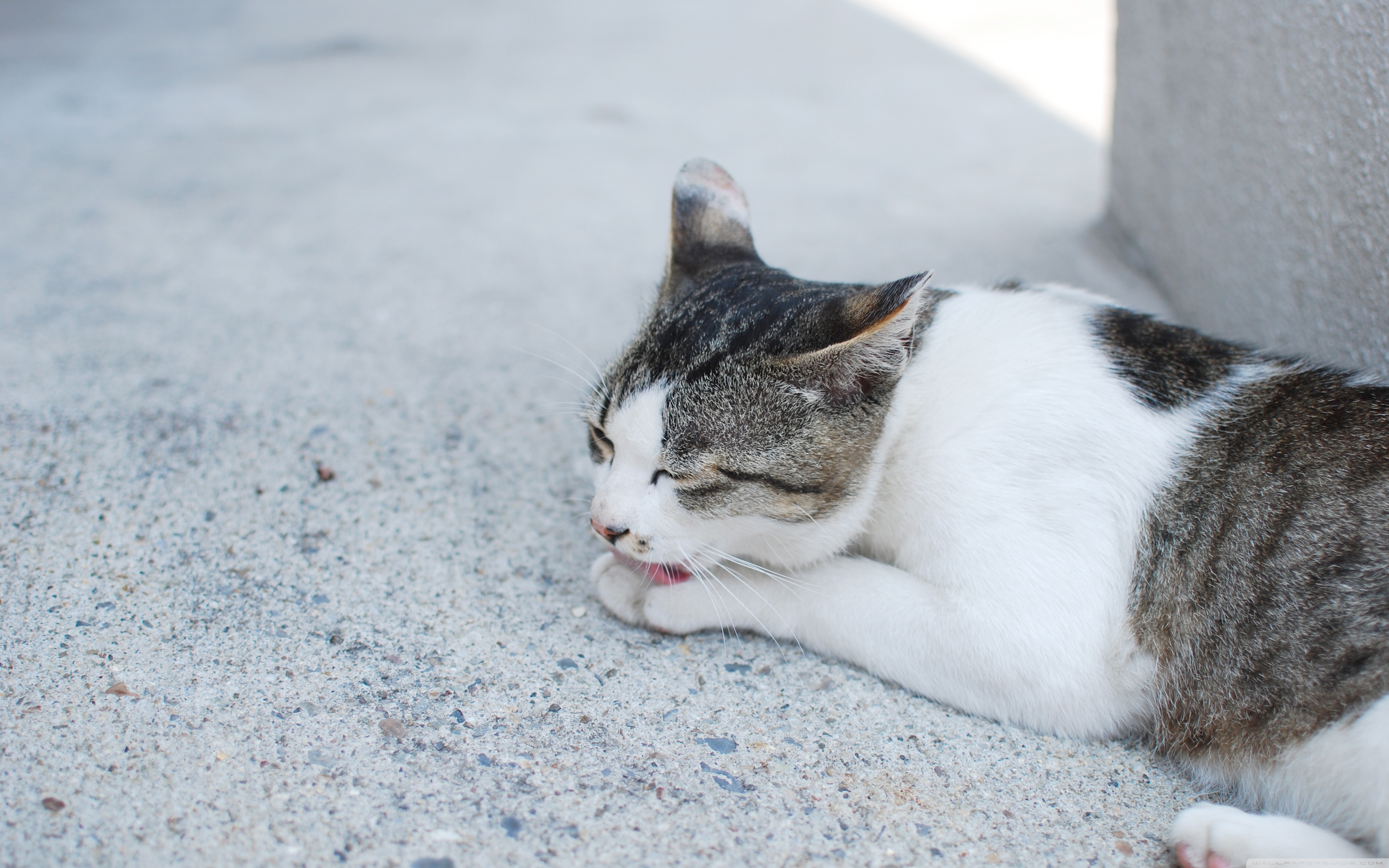 PCデスクトップに動物, ネコ, 猫画像を無料でダウンロード