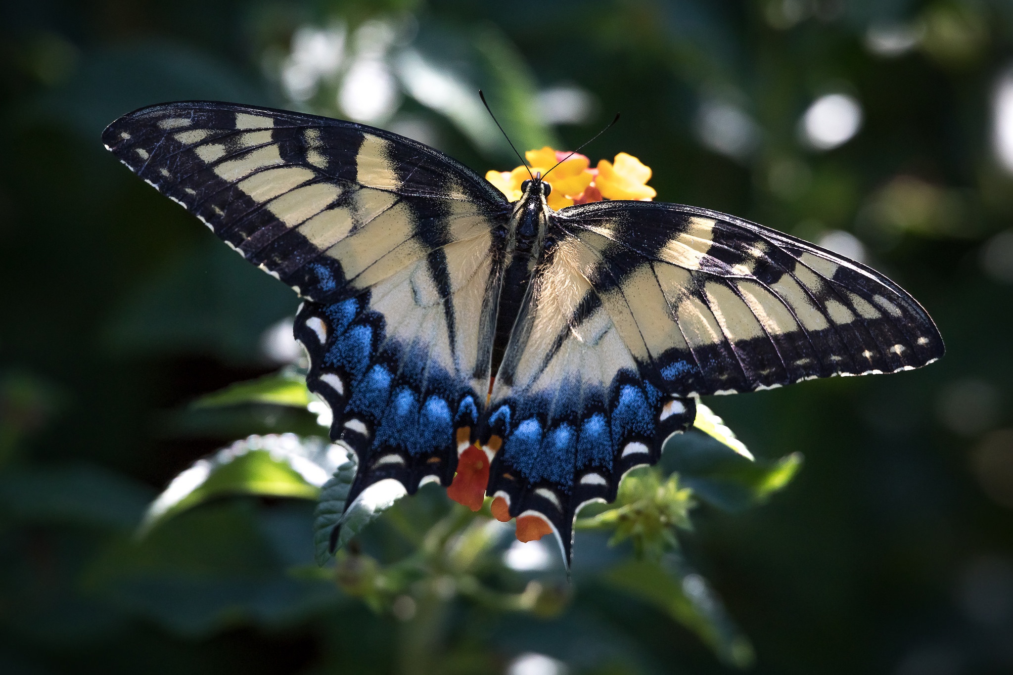 無料モバイル壁紙動物, 蝶, 昆虫, 翼, アゲハチョウ, 虫をダウンロードします。