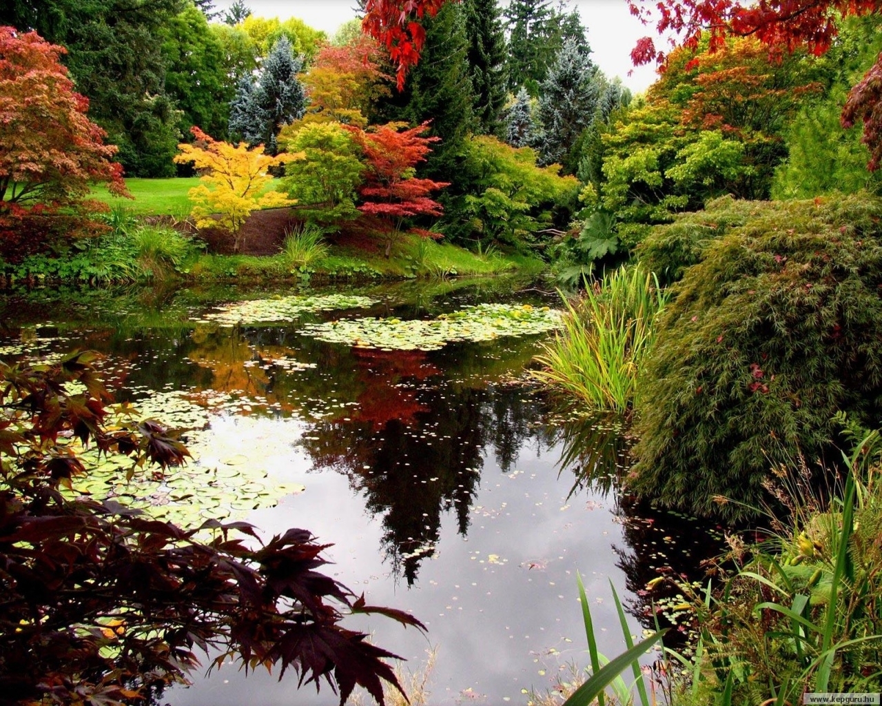 無料モバイル壁紙植物, 水, 川, 秋, 風景をダウンロードします。