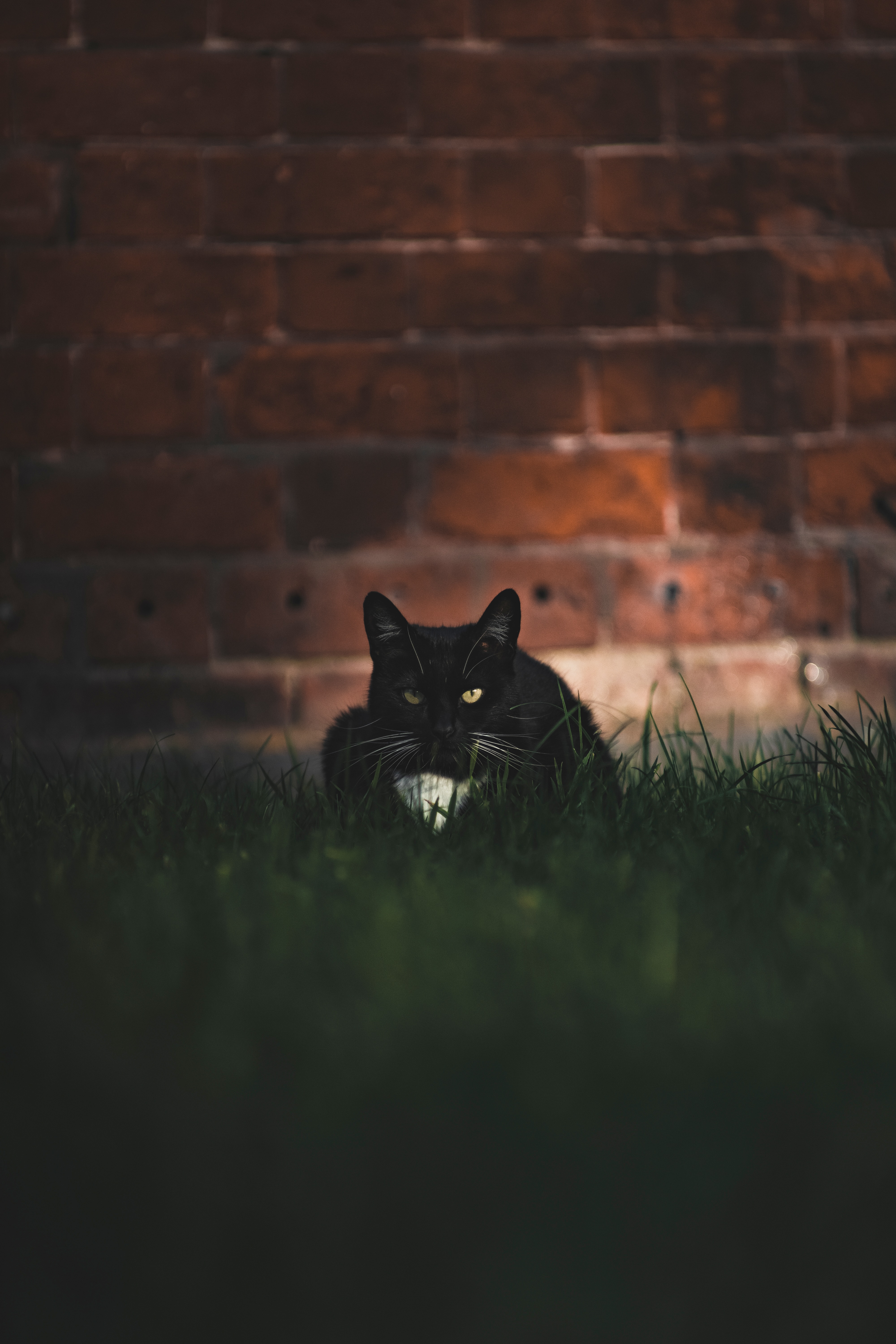 Free download wallpaper Grass, Pet, Opinion, Sight, Animals, Cat on your PC desktop