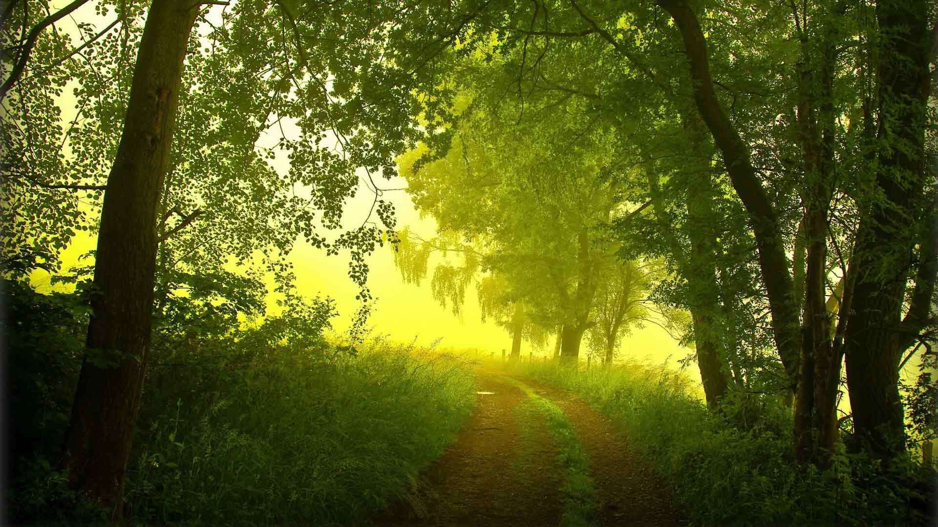 Descarga gratuita de fondo de pantalla para móvil de Bosque, Niebla, Tierra/naturaleza.