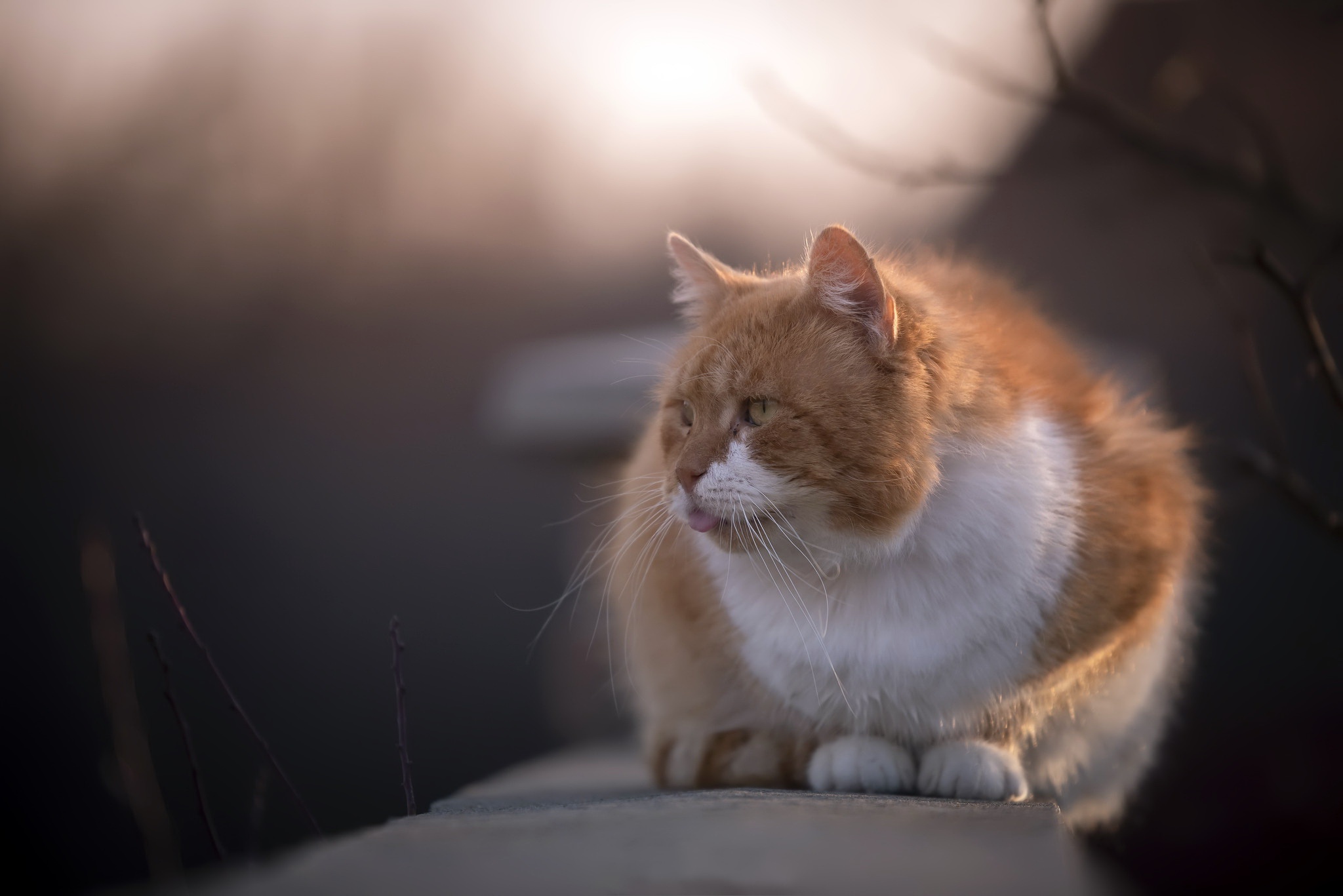 Téléchargez gratuitement l'image Animaux, Chats, Chat sur le bureau de votre PC