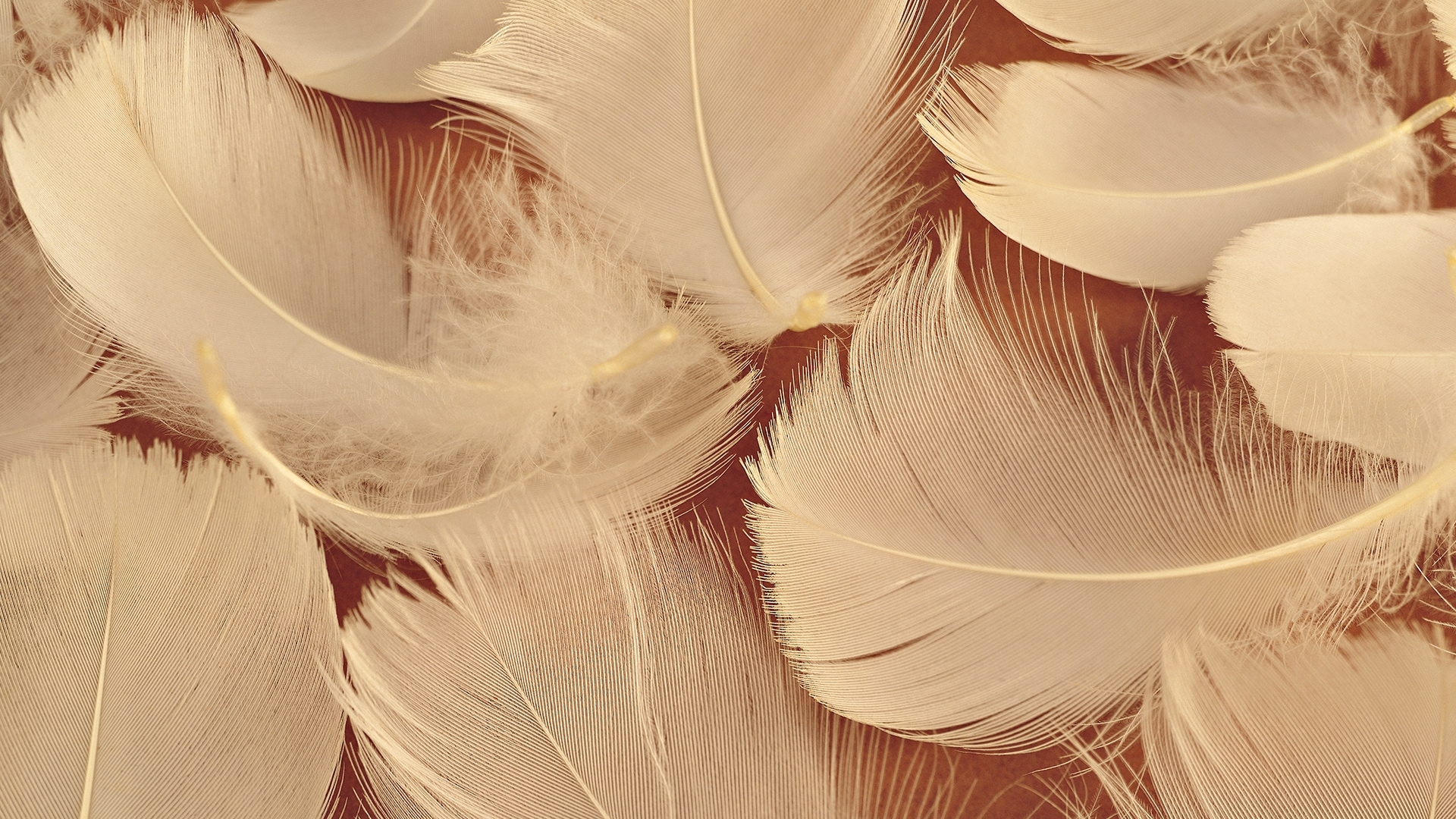Feather 1920 x 1080 HD Wallpaper