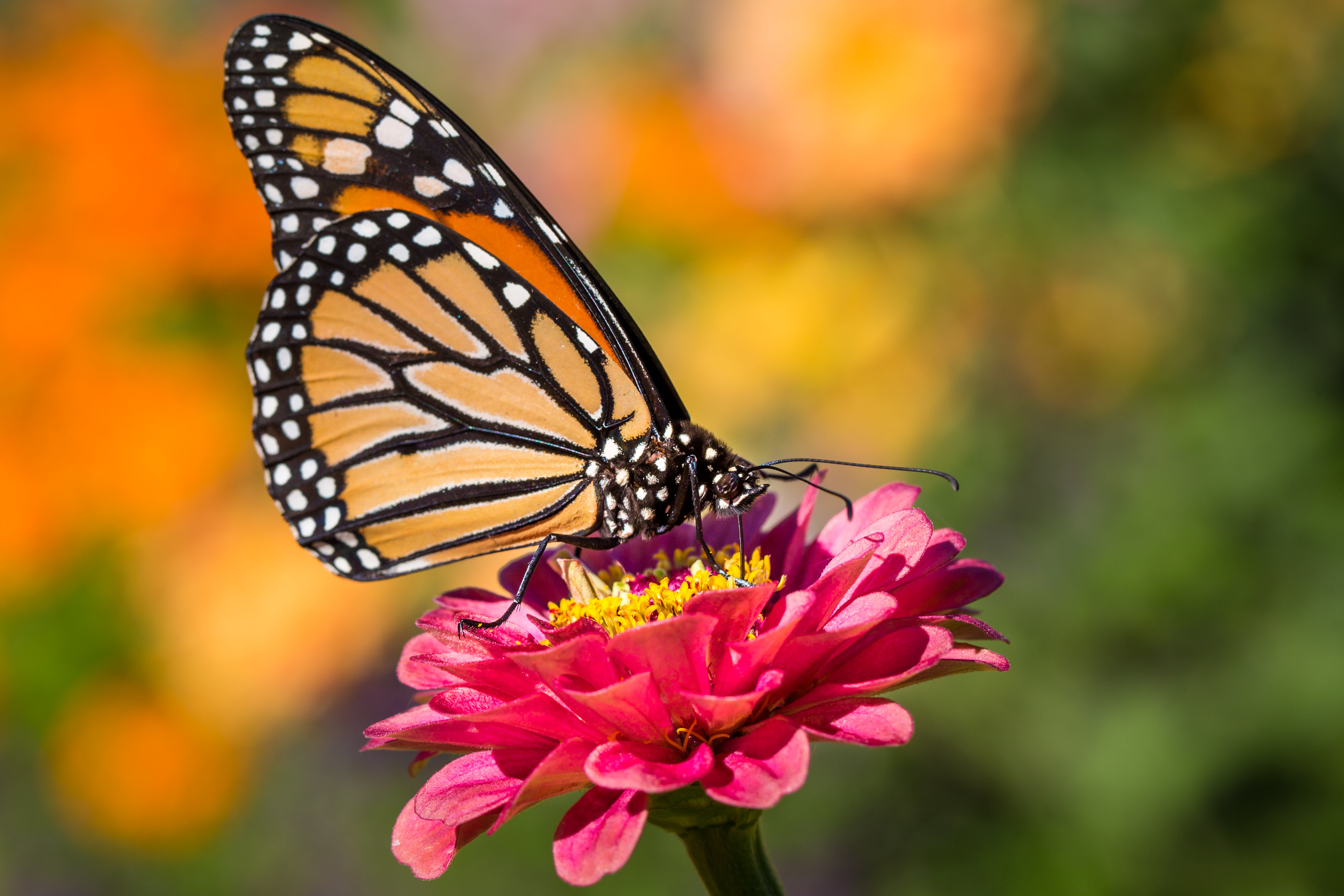 1014897 baixar papel de parede animais, borboleta, inseto, macro, borboleta monarca - protetores de tela e imagens gratuitamente
