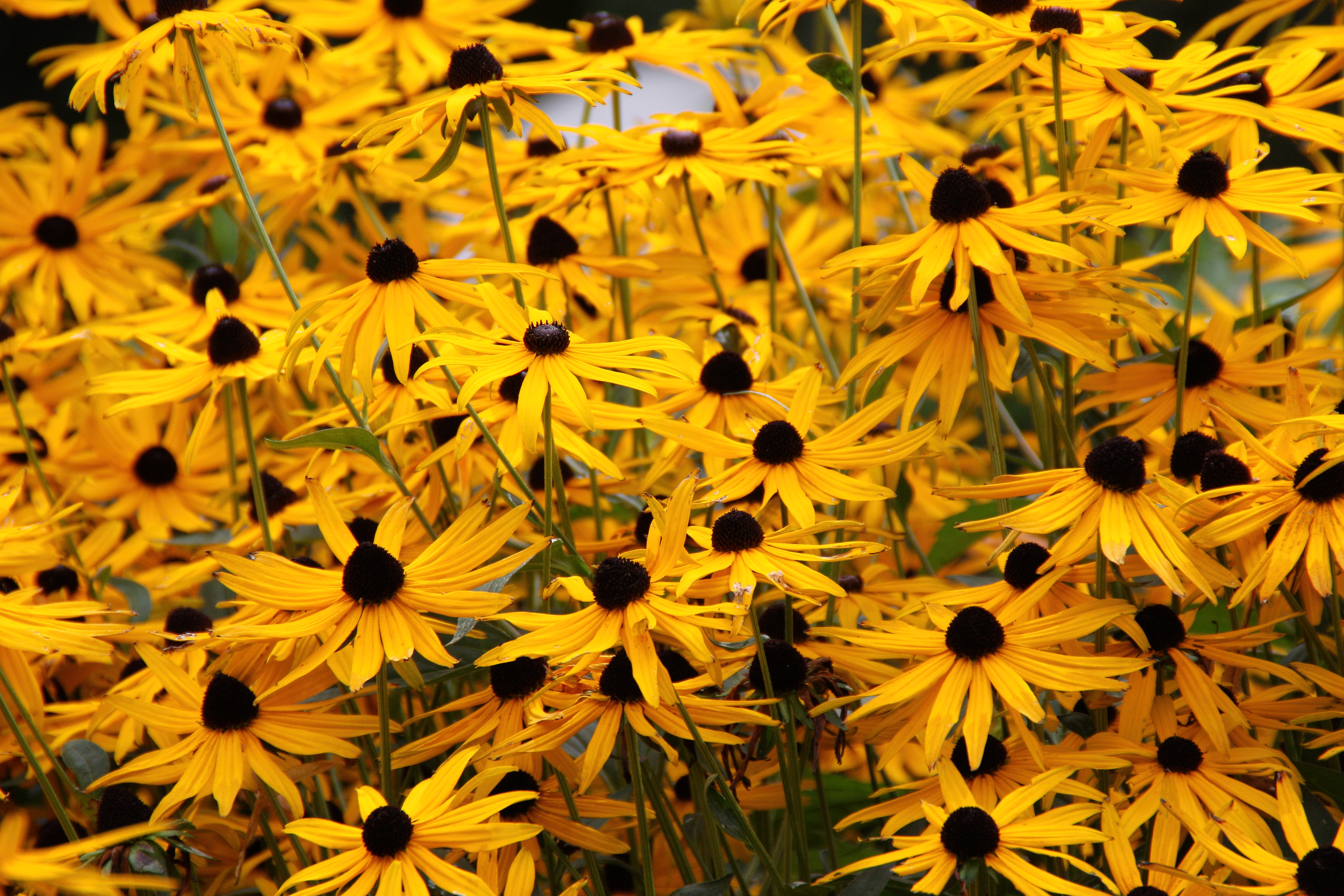 Baixe gratuitamente a imagem Flores, Flor, Terra/natureza na área de trabalho do seu PC