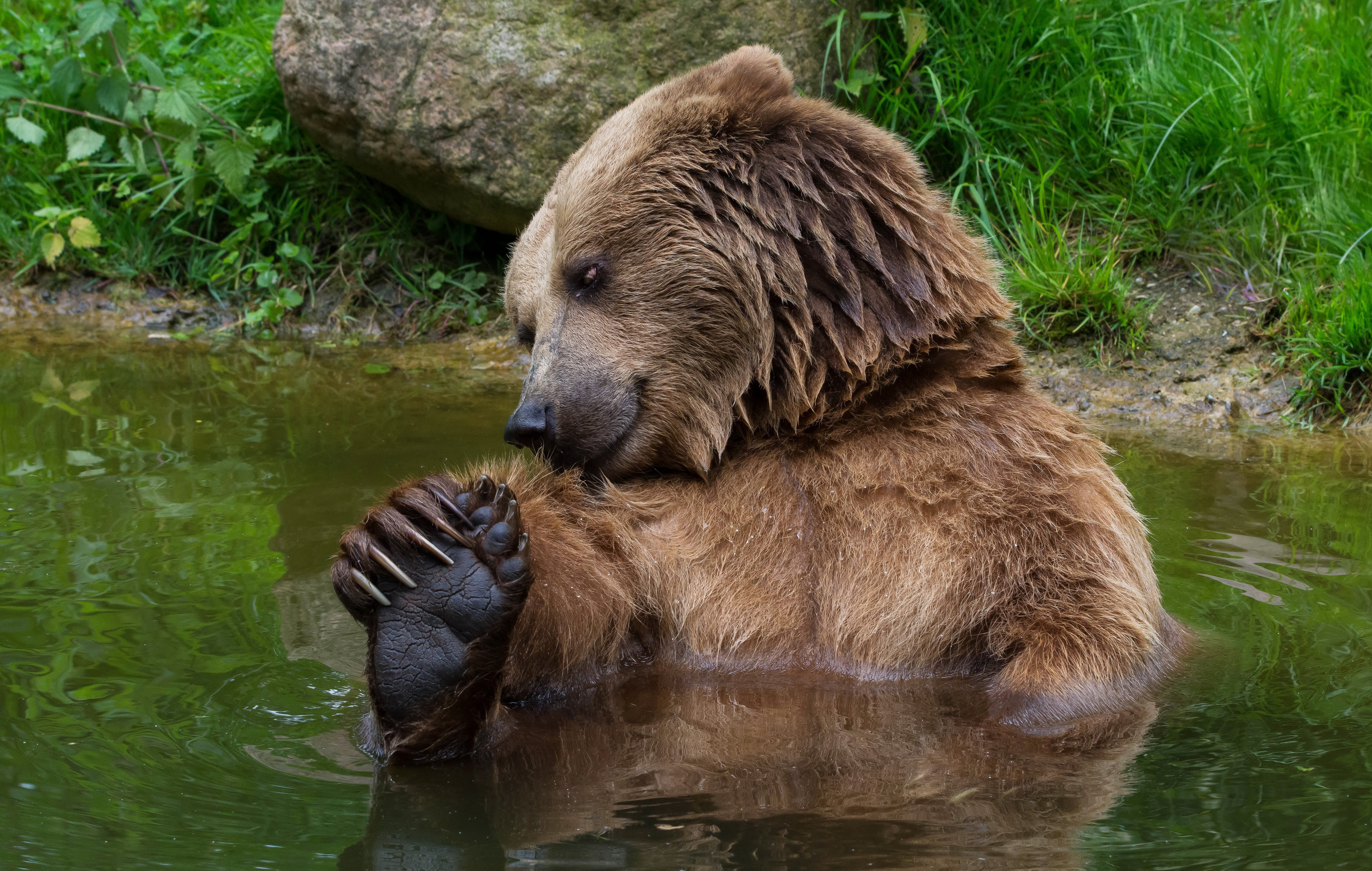 Скачать обои бесплатно Животные, Вода, Медведи, Медведь картинка на рабочий стол ПК