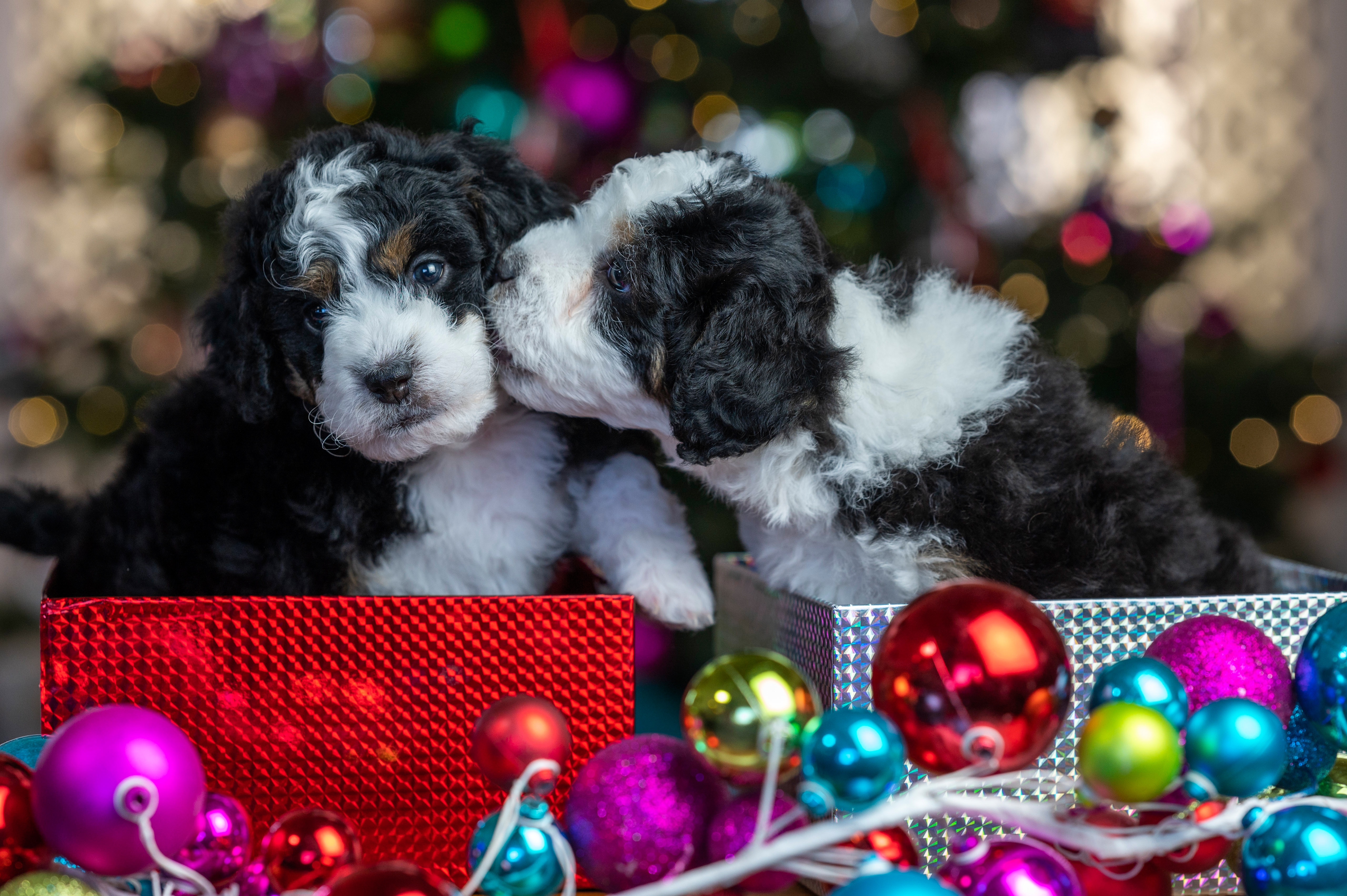 Free download wallpaper Dogs, Dog, Christmas, Animal, Puppy, Baby Animal on your PC desktop