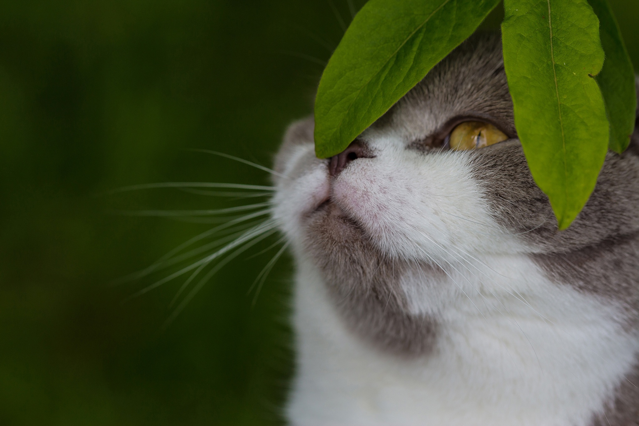 Laden Sie das Tiere, Katzen, Katze-Bild kostenlos auf Ihren PC-Desktop herunter