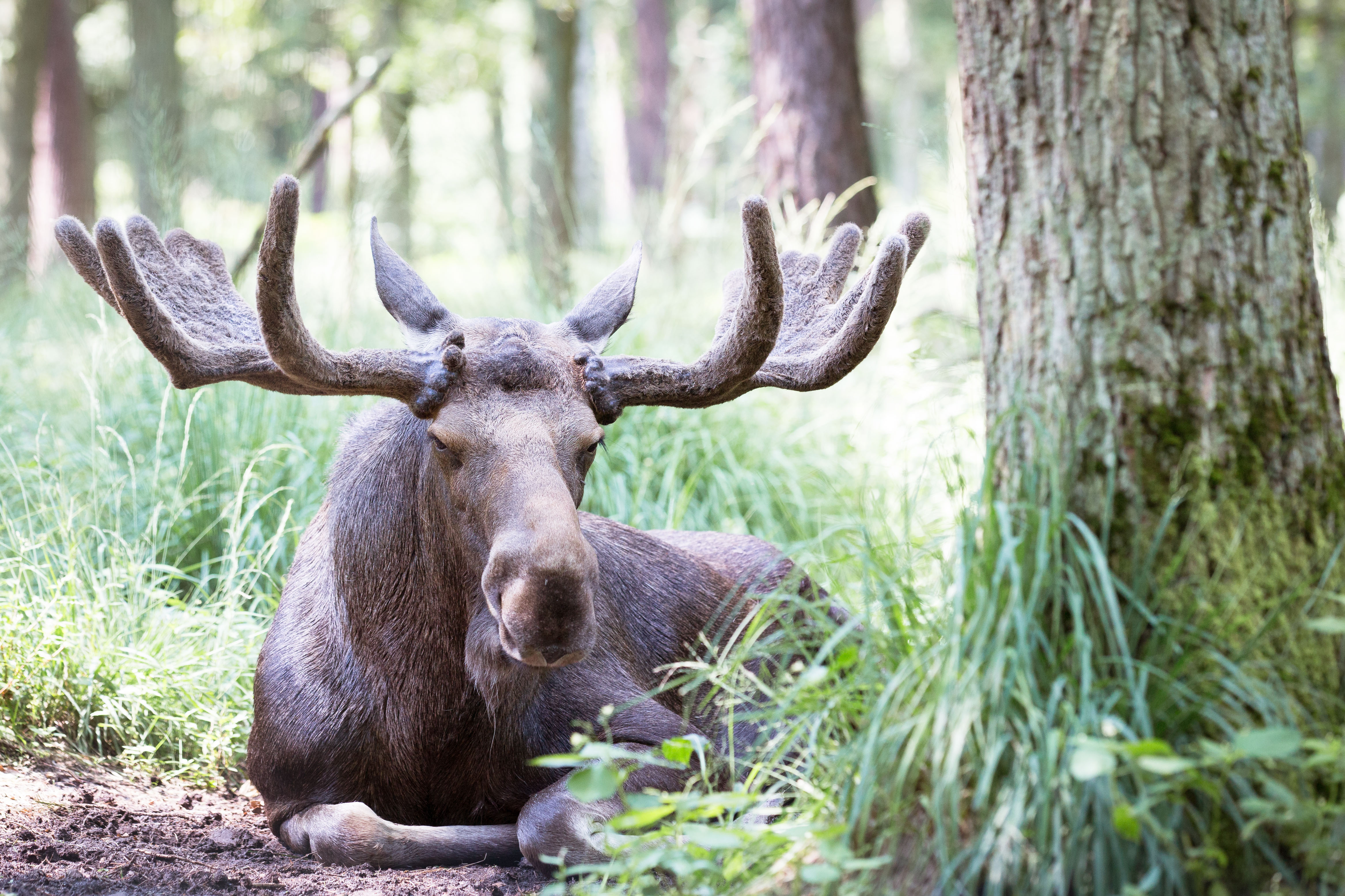 Download mobile wallpaper Animal, Elk, Moose for free.