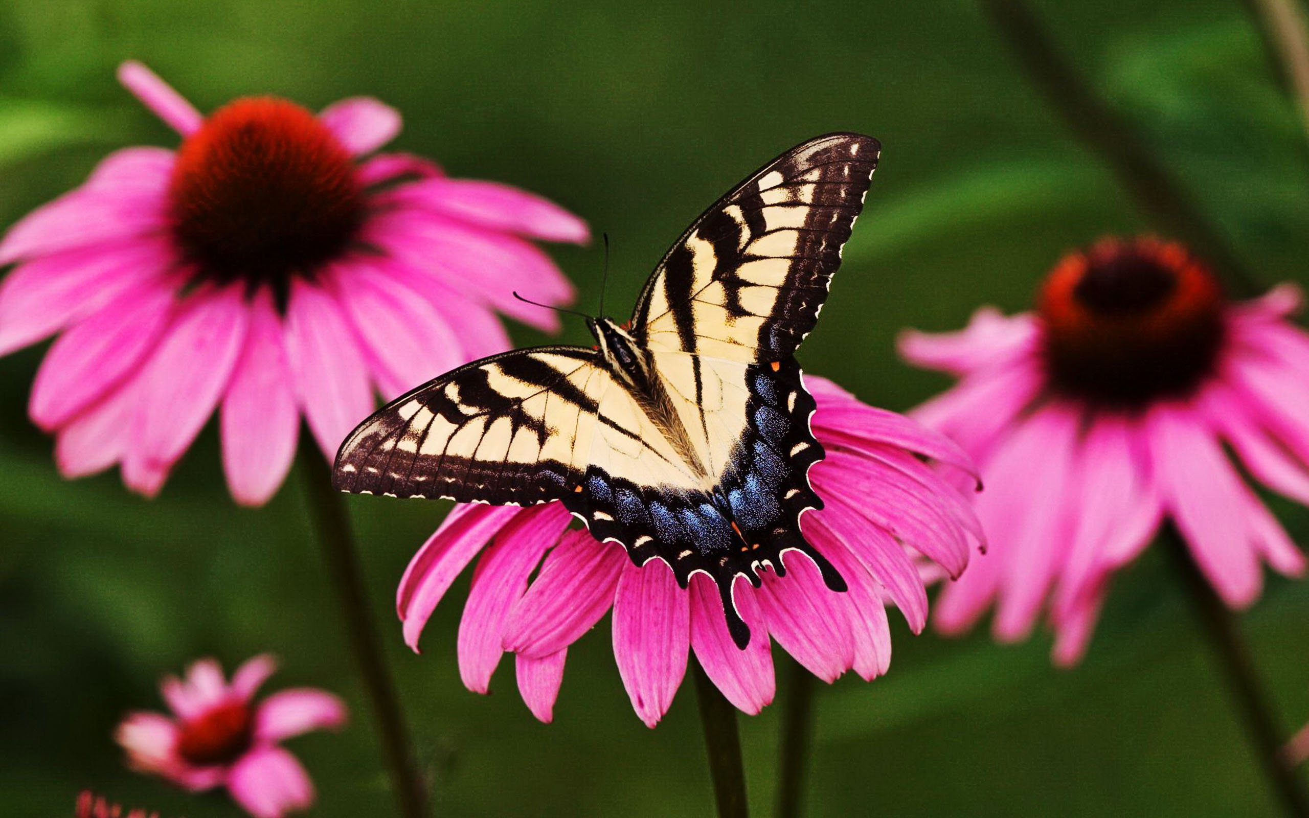 Descarga gratuita de fondo de pantalla para móvil de Animales, Mariposa.