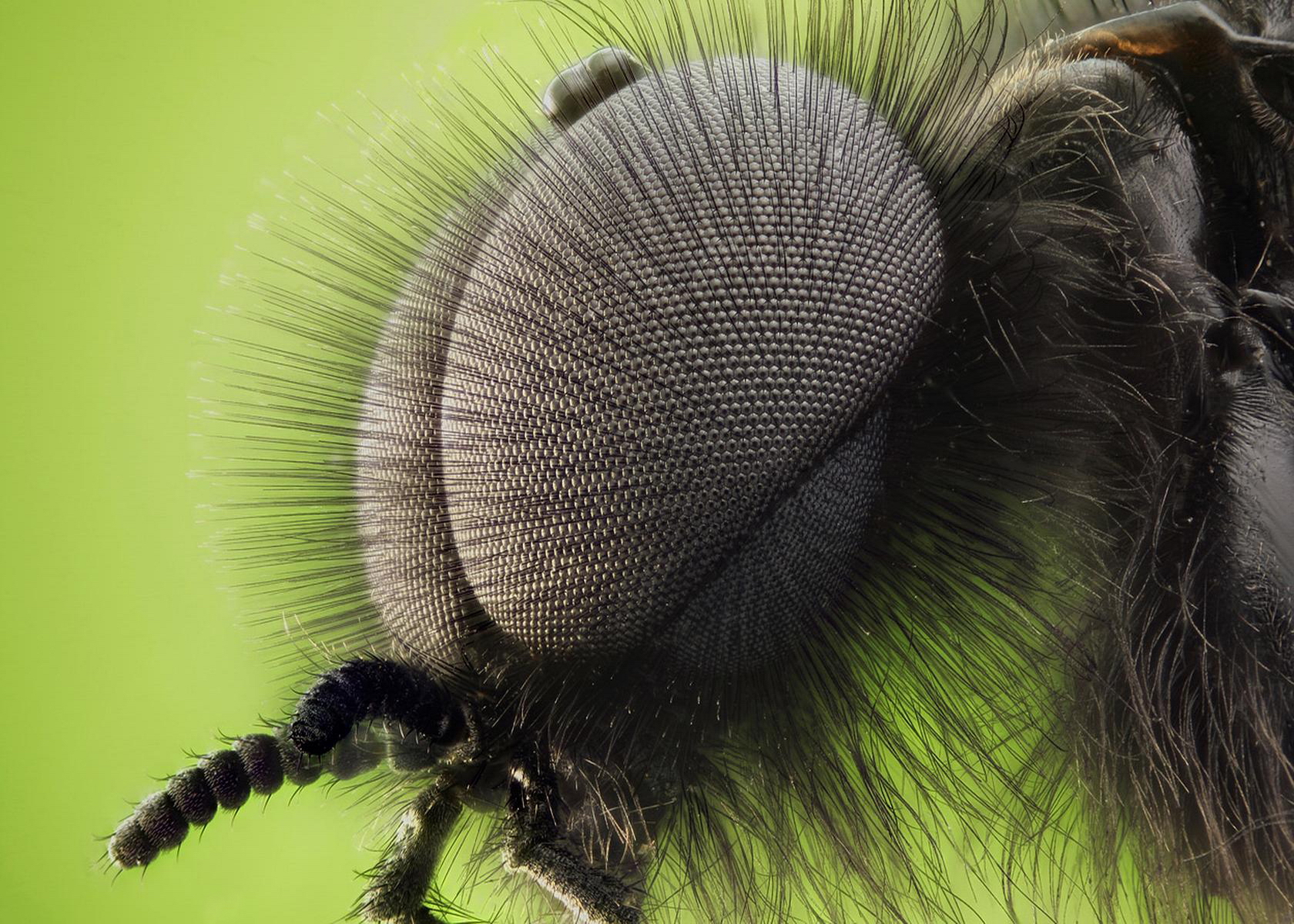 Téléchargez gratuitement l'image Animaux, Insecte sur le bureau de votre PC