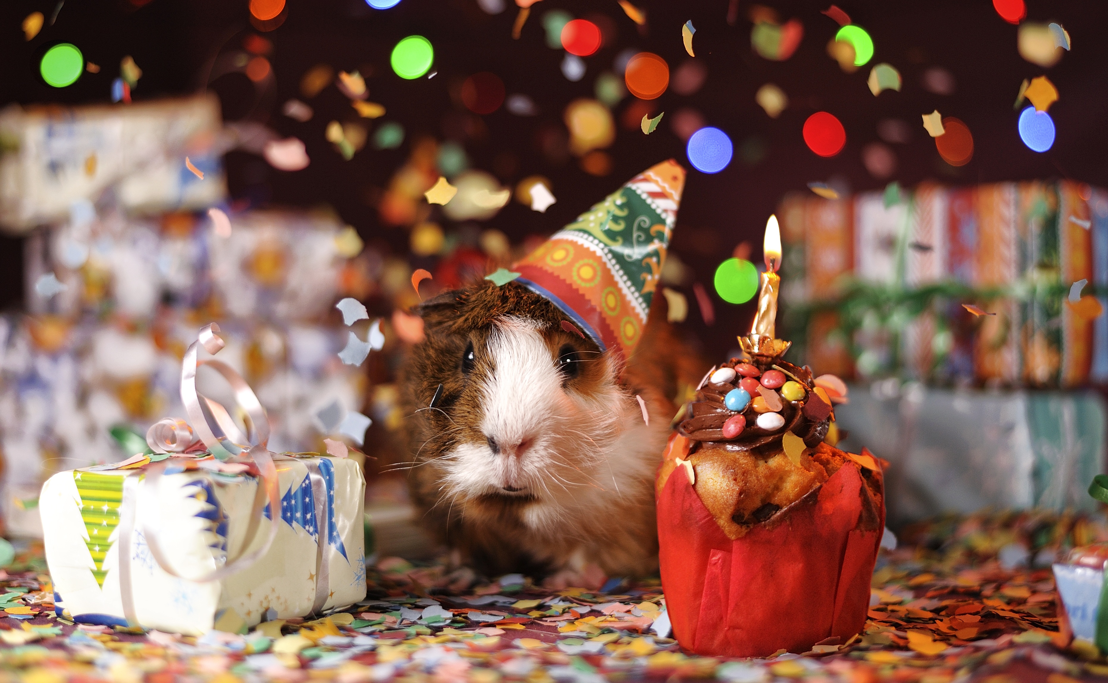 guinea pig, multicolored, animals, motley, holiday