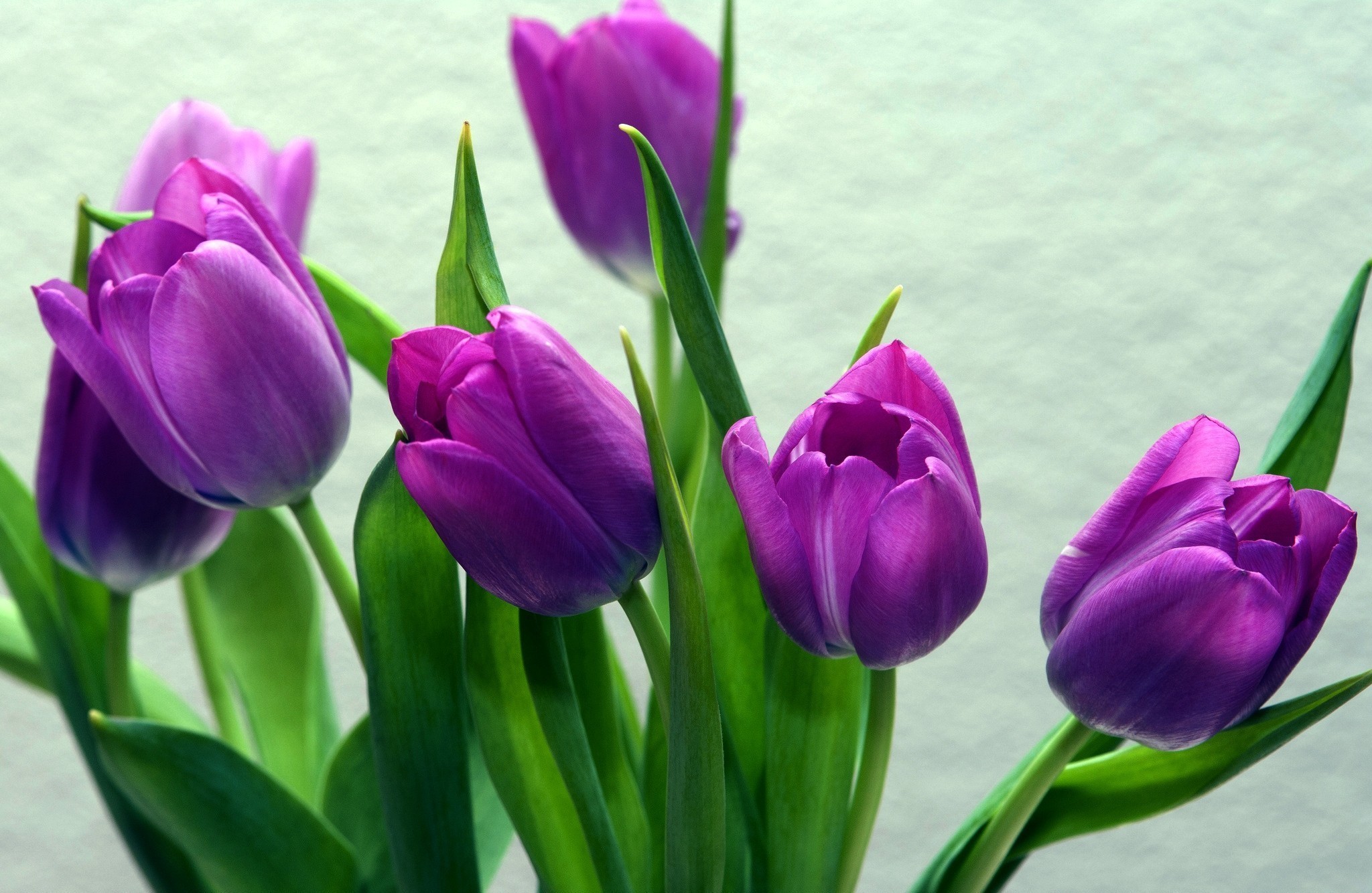 Baixar papel de parede para celular de Flores, Tulipa, Terra/natureza gratuito.