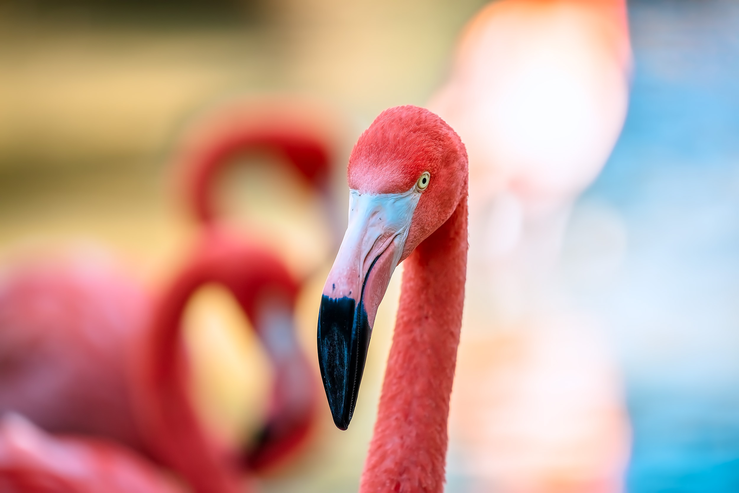 Handy-Wallpaper Tiere, Vögel, Flamingo, Vogel, Tiefenschärfe kostenlos herunterladen.