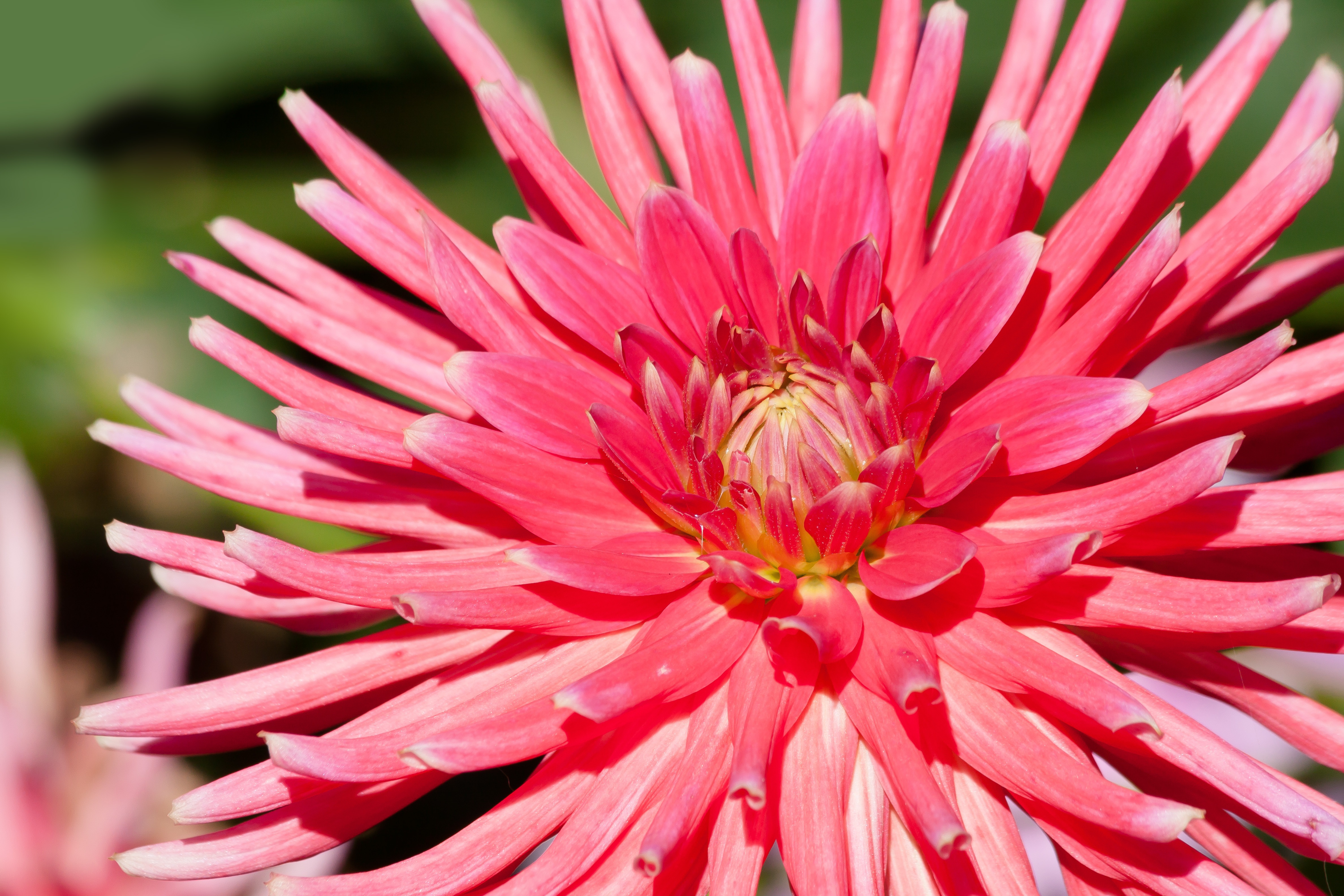 Download mobile wallpaper Flowers, Flower, Close Up, Earth, Dahlia, Pink Flower for free.