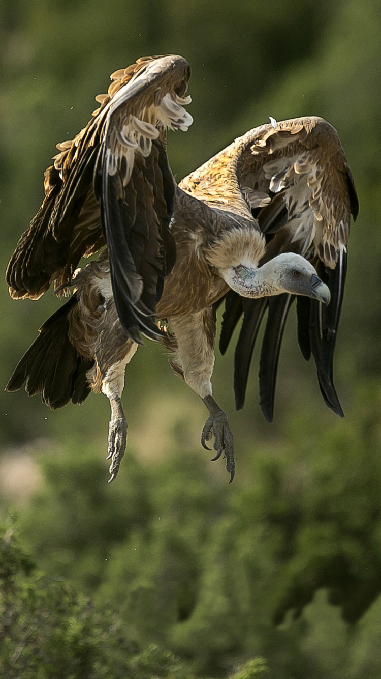 Download mobile wallpaper Birds, Bird, Vulture, Animal for free.