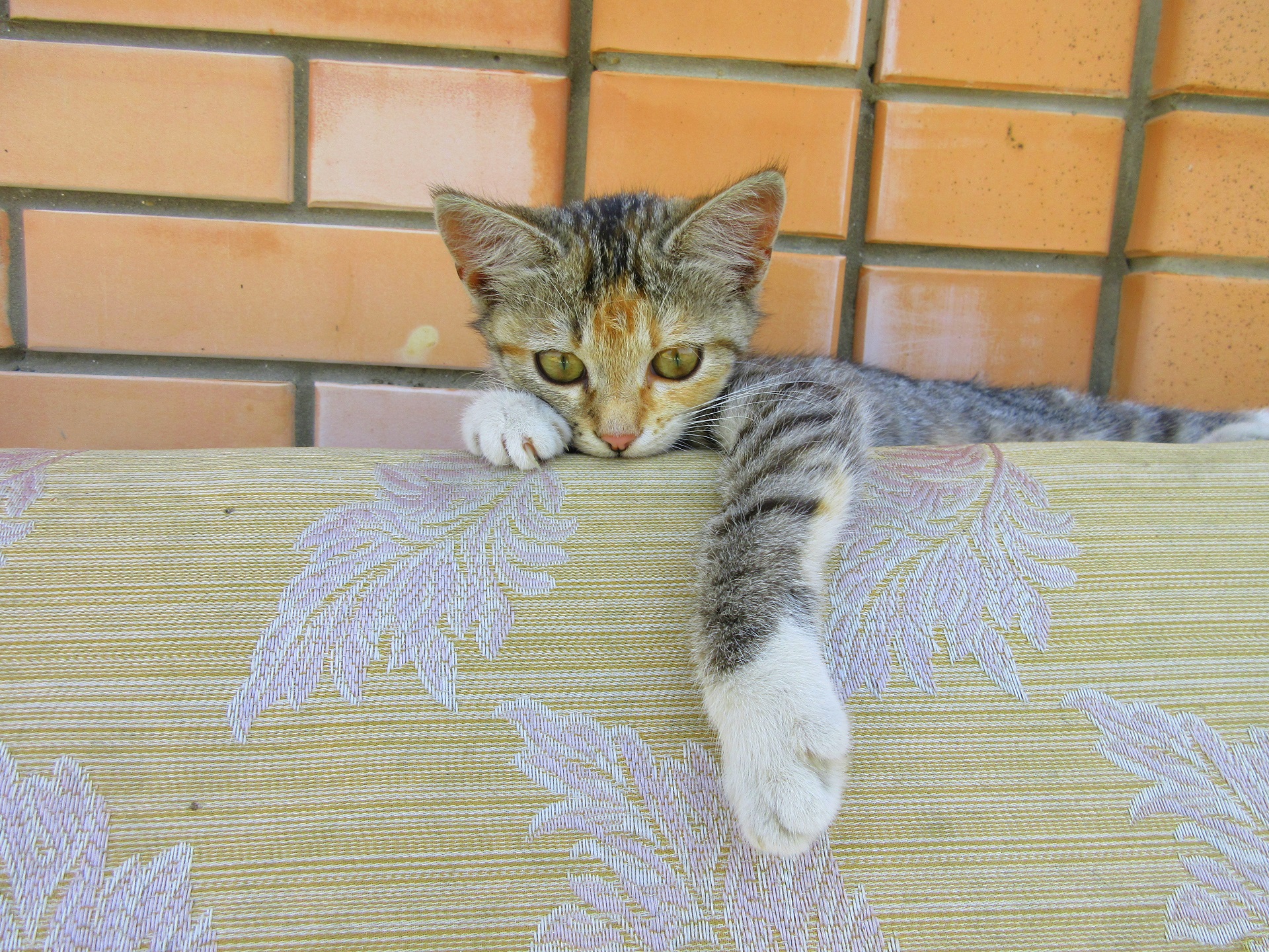 Baixe gratuitamente a imagem Gato, Gatos, Animais na área de trabalho do seu PC