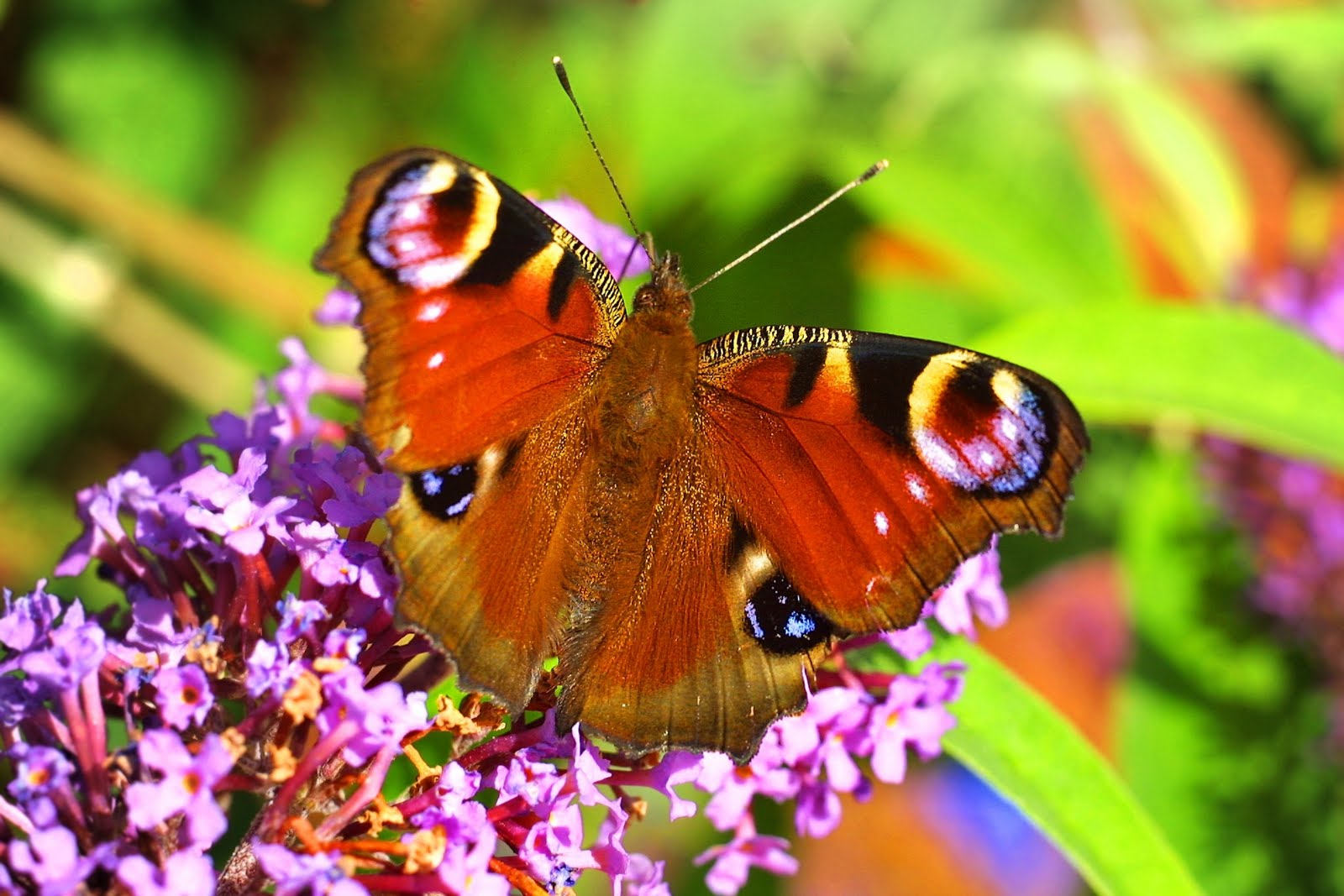 Free download wallpaper Butterfly, Animal on your PC desktop