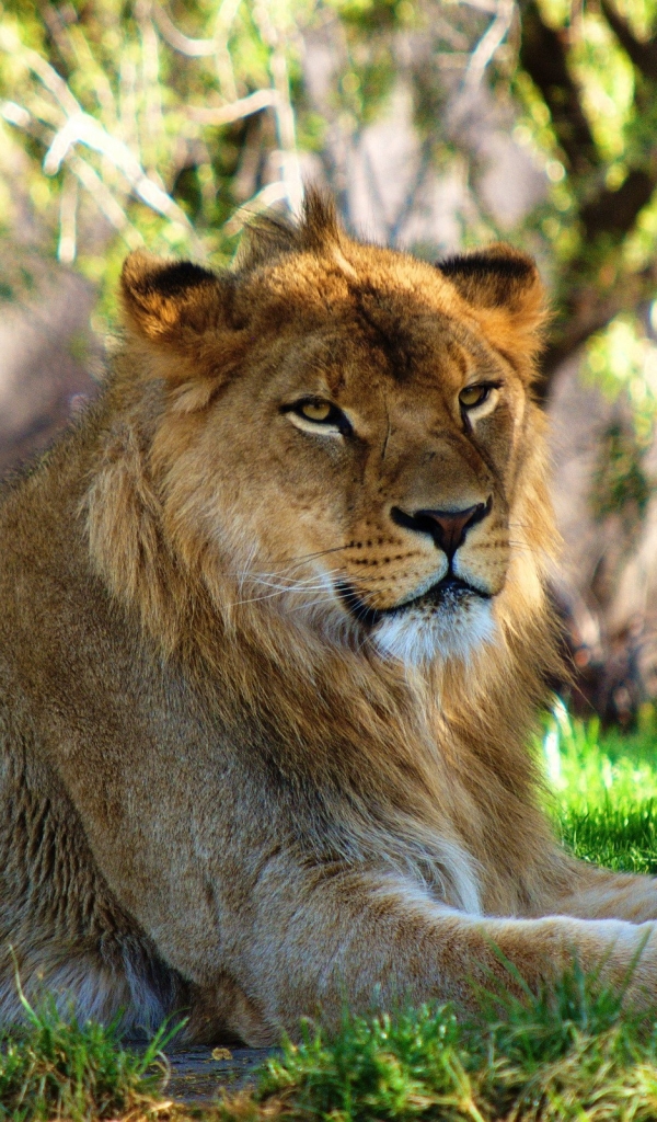 Téléchargez des papiers peints mobile Animaux, Chats, Lion gratuitement.