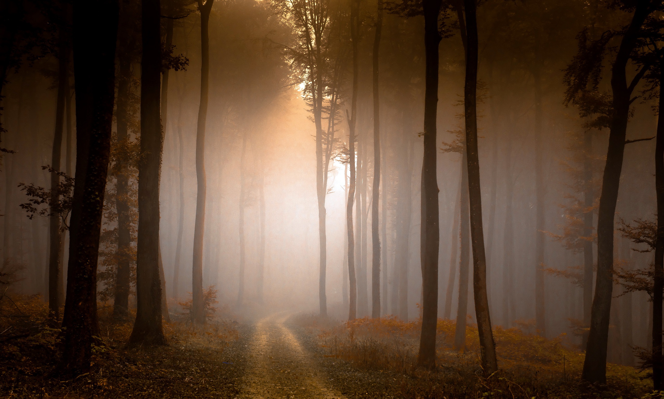Free download wallpaper Nature, Forest, Tree, Fog, Earth, Dirt Road on your PC desktop