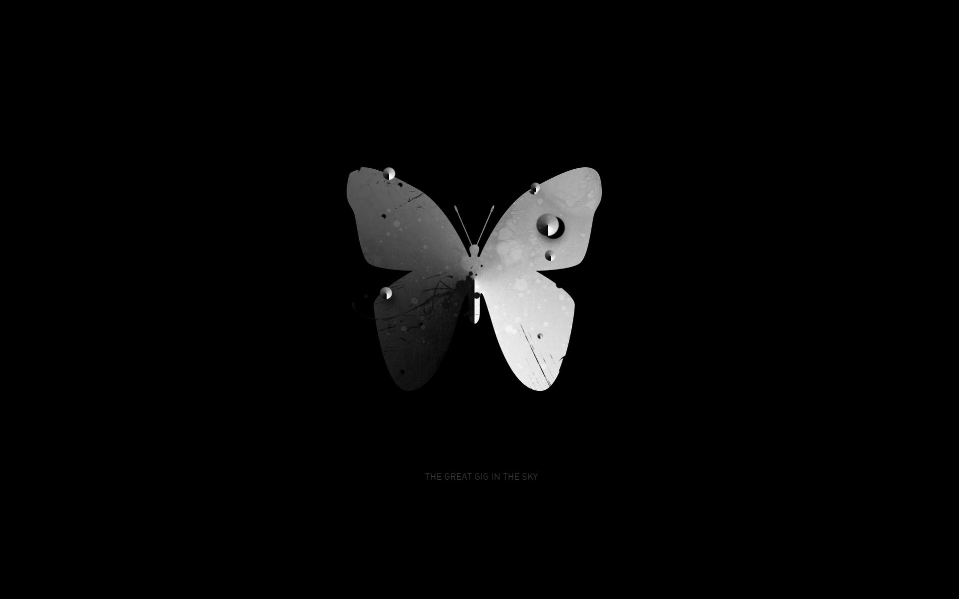 Free download wallpaper Butterfly, Animal on your PC desktop