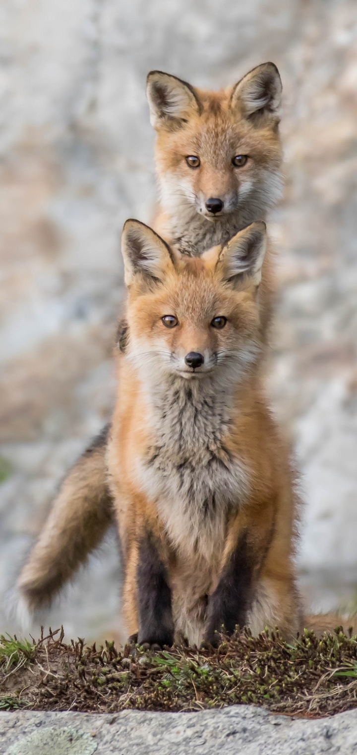 Download mobile wallpaper Fox, Animal for free.