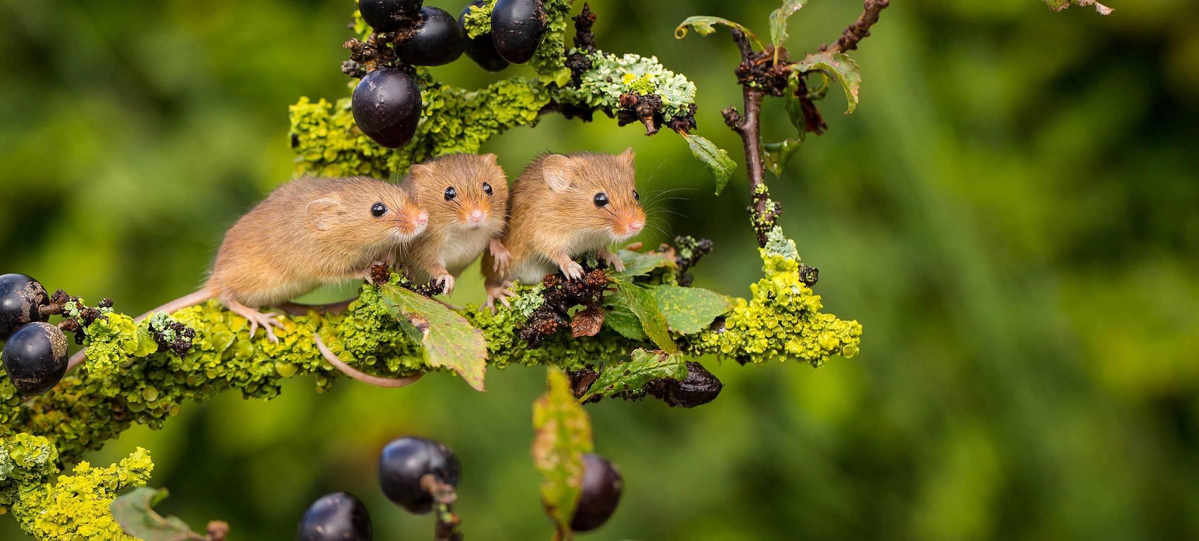 rodent, animal, mouse, berry