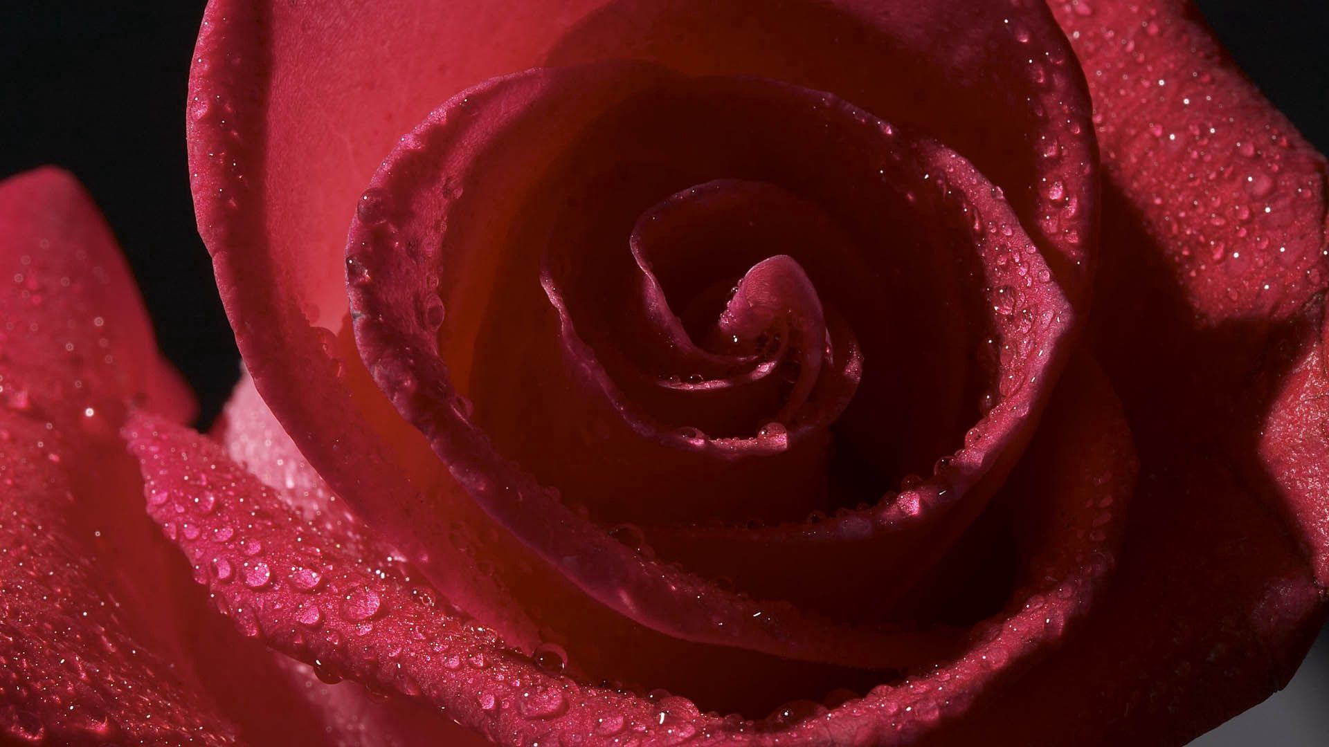 Téléchargez des papiers peints mobile Macro, Drops, Une Rose, Rose gratuitement.
