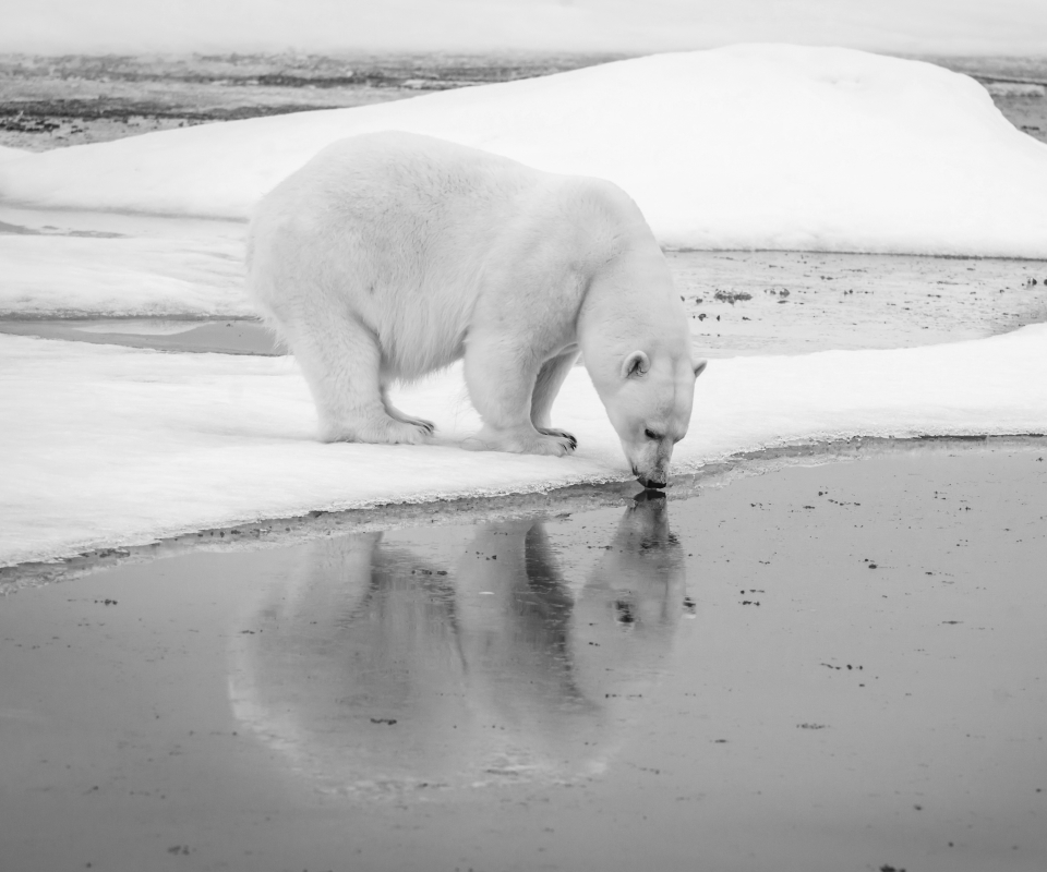 animal, polar bear, reflection, water, snow, ice, drinking, bear, lake, bears