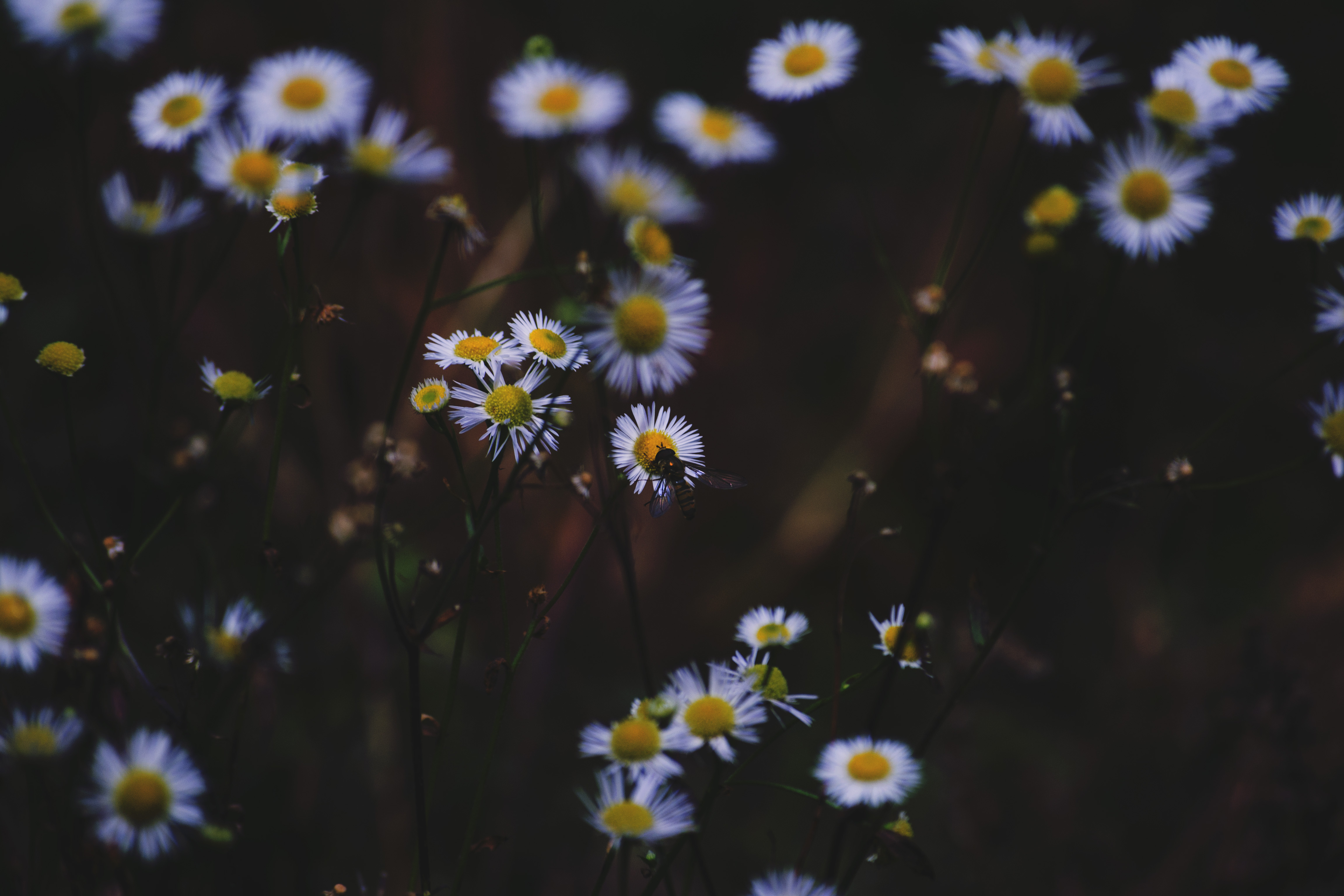 Free download wallpaper Macro, Insect, Flowers, Camomile on your PC desktop