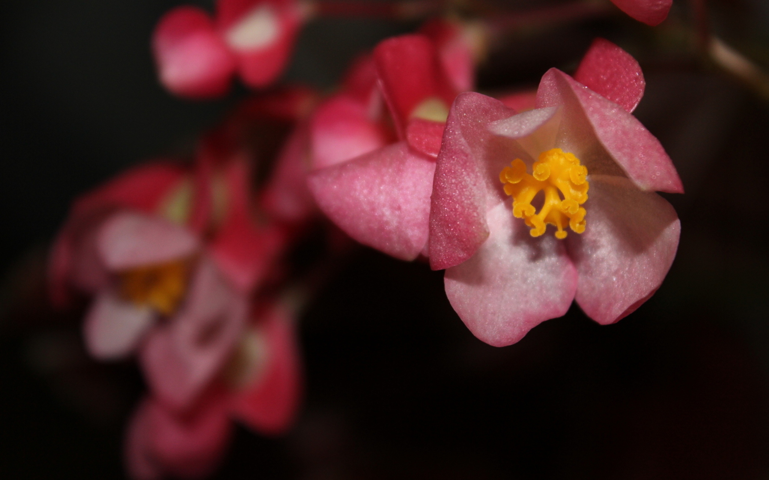 Téléchargez gratuitement l'image Fleurs, Fleur, Terre/nature sur le bureau de votre PC