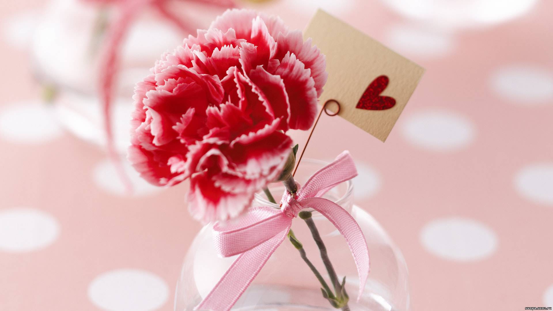 16966 скачать обои день святого валентина (valentine's day), праздники, растения, сердца, цветы, любовь, гвоздики, красные - заставки и картинки бесплатно
