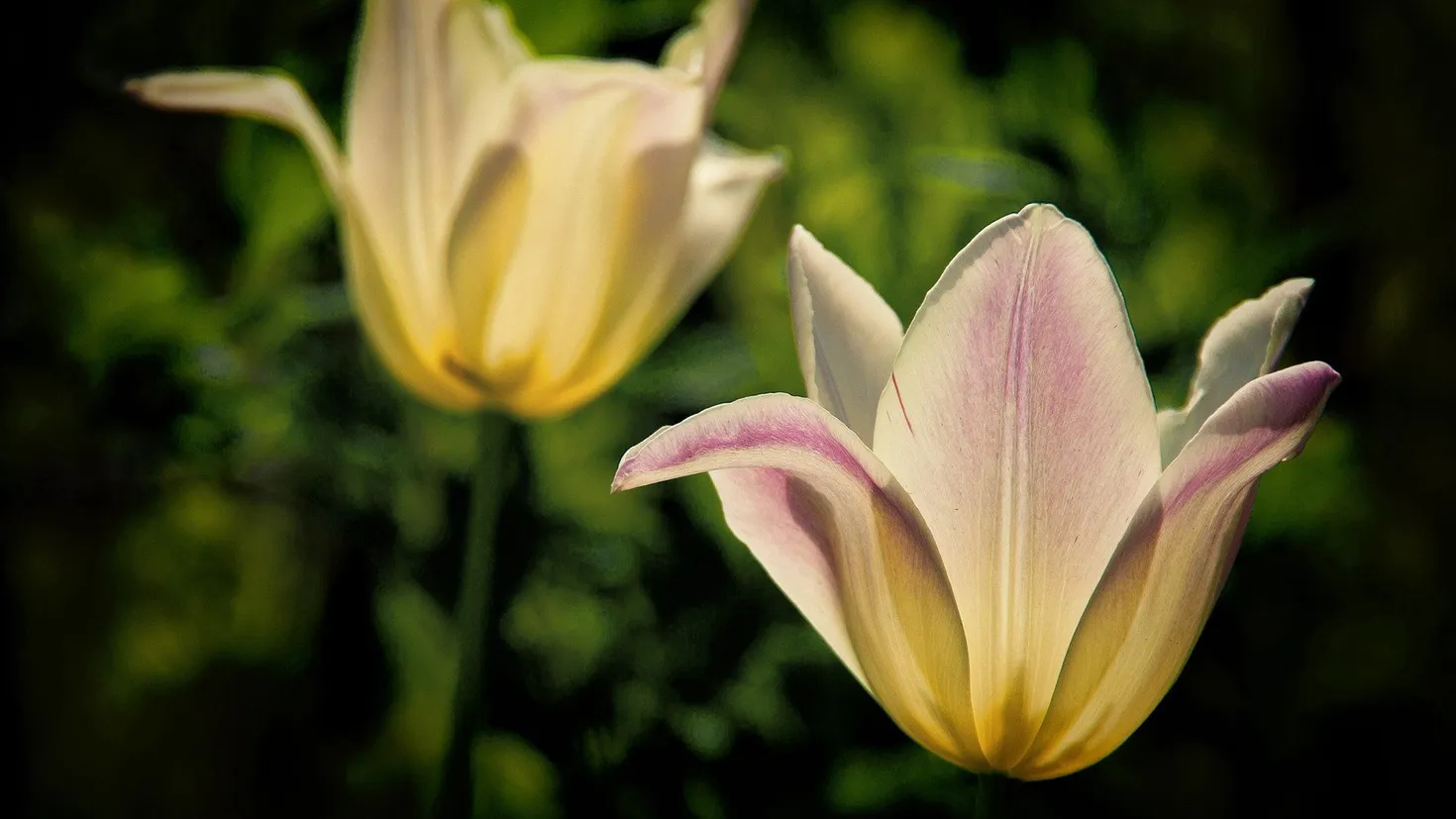 Pc Wallpaper Computer Design Desktop wallpaper: Flowers, Plant, Macro, Petals, Blur, Smooth 4K free ...